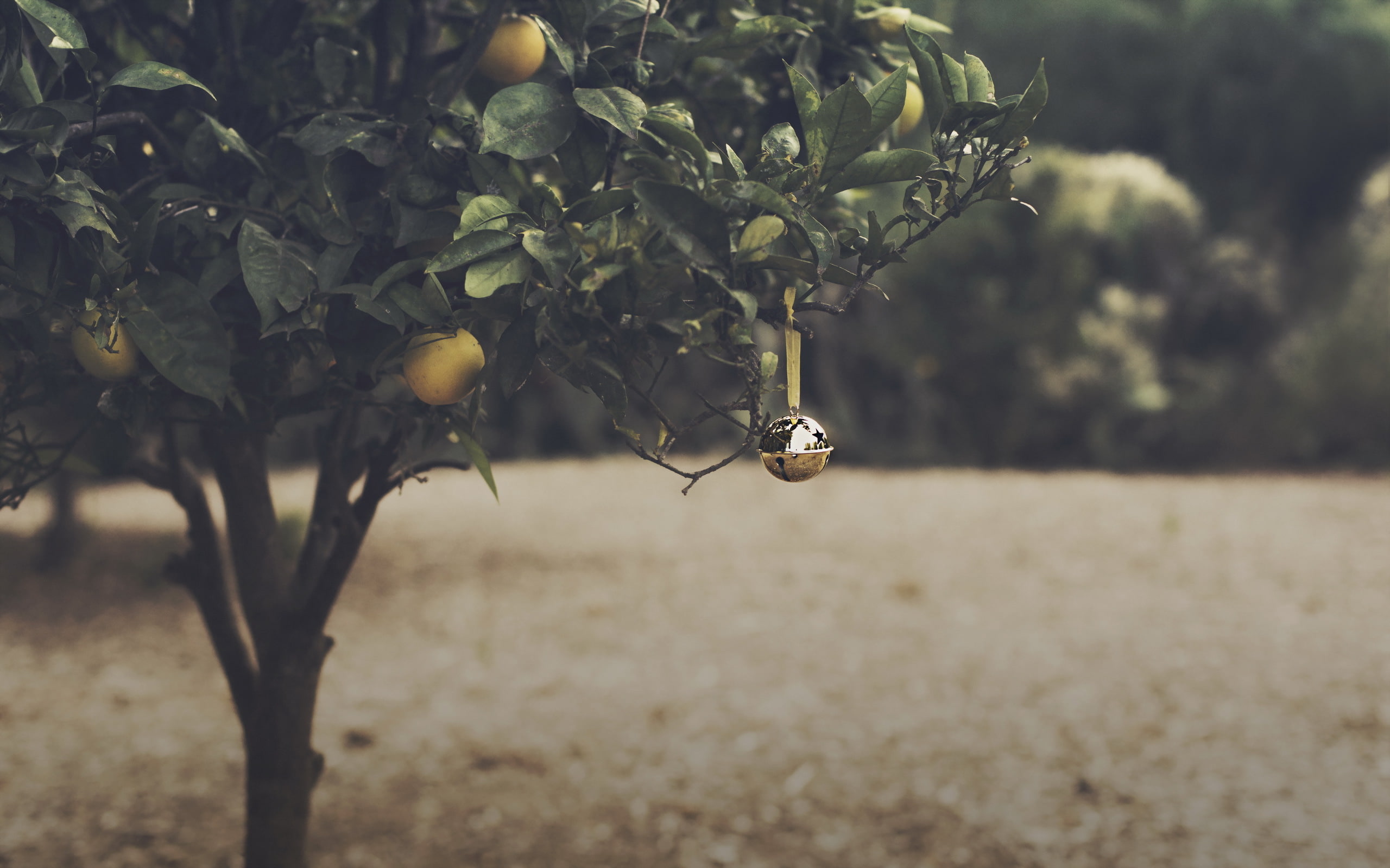 Christmas, 2K, Bell, Orange Grove, HD Wallpaper