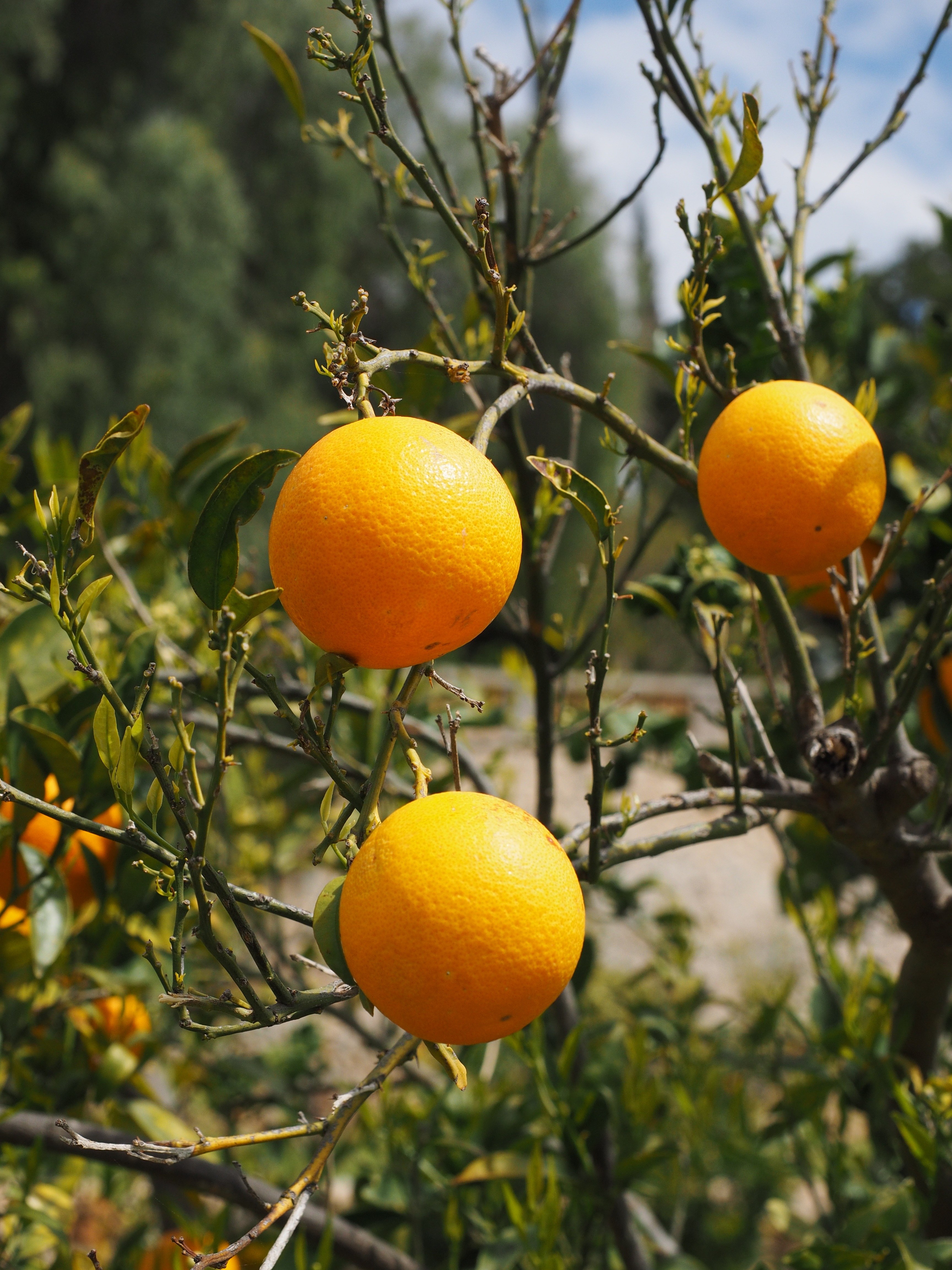 fruit tree, orange color, tree, bush, citrus, no people, food, delicious, freshness, fruity, healthy eating, sweet oranges, periwinkle, branch, growth, Phone HD Wallpaper