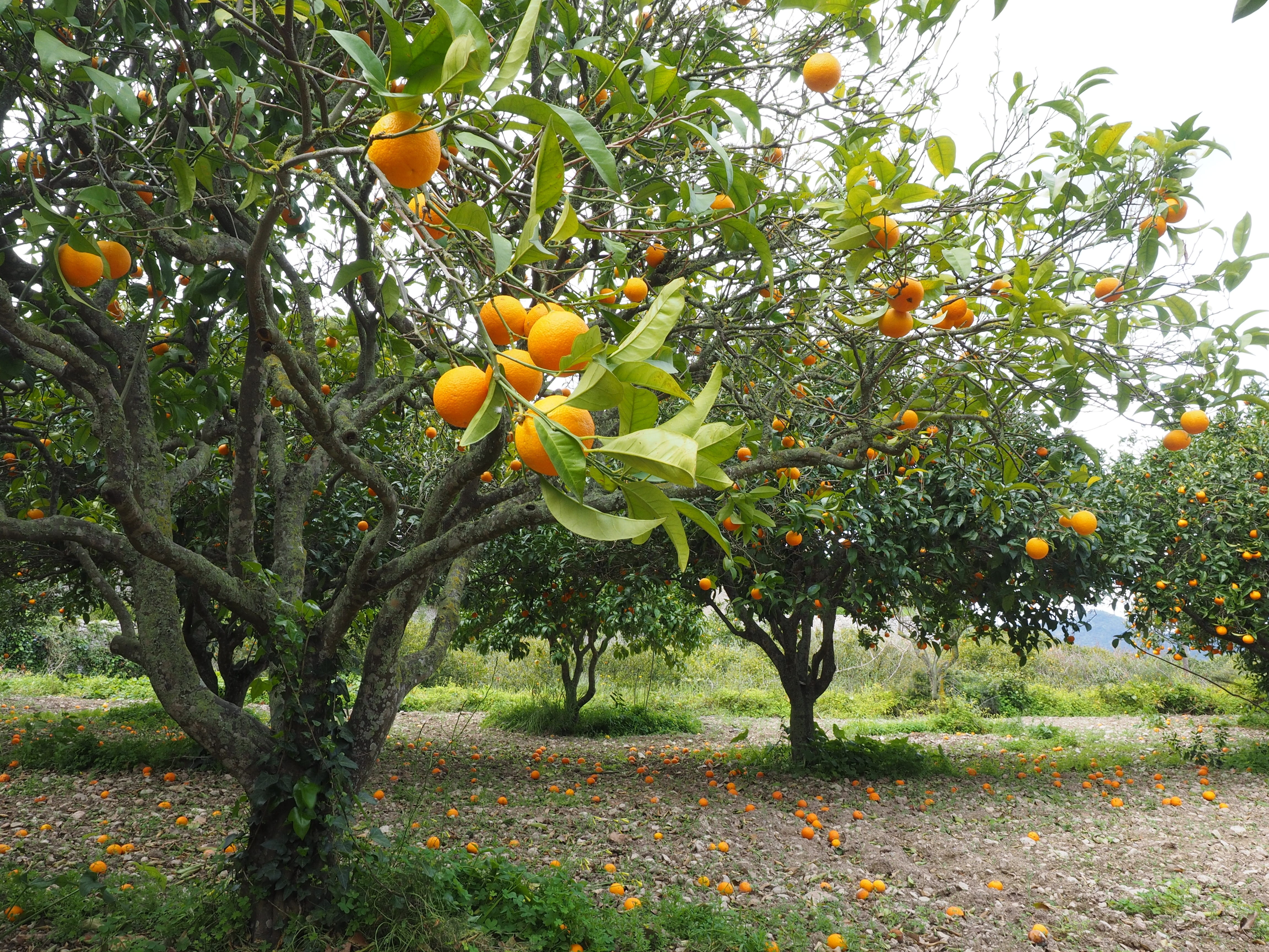 orchard, mediterranean, rutaceae, food and drink, 4K, branch, delicious, summer, citrus, bush, round, fruit tree, vitamins, orange - fruit, citrus fruit, HD Wallpaper
