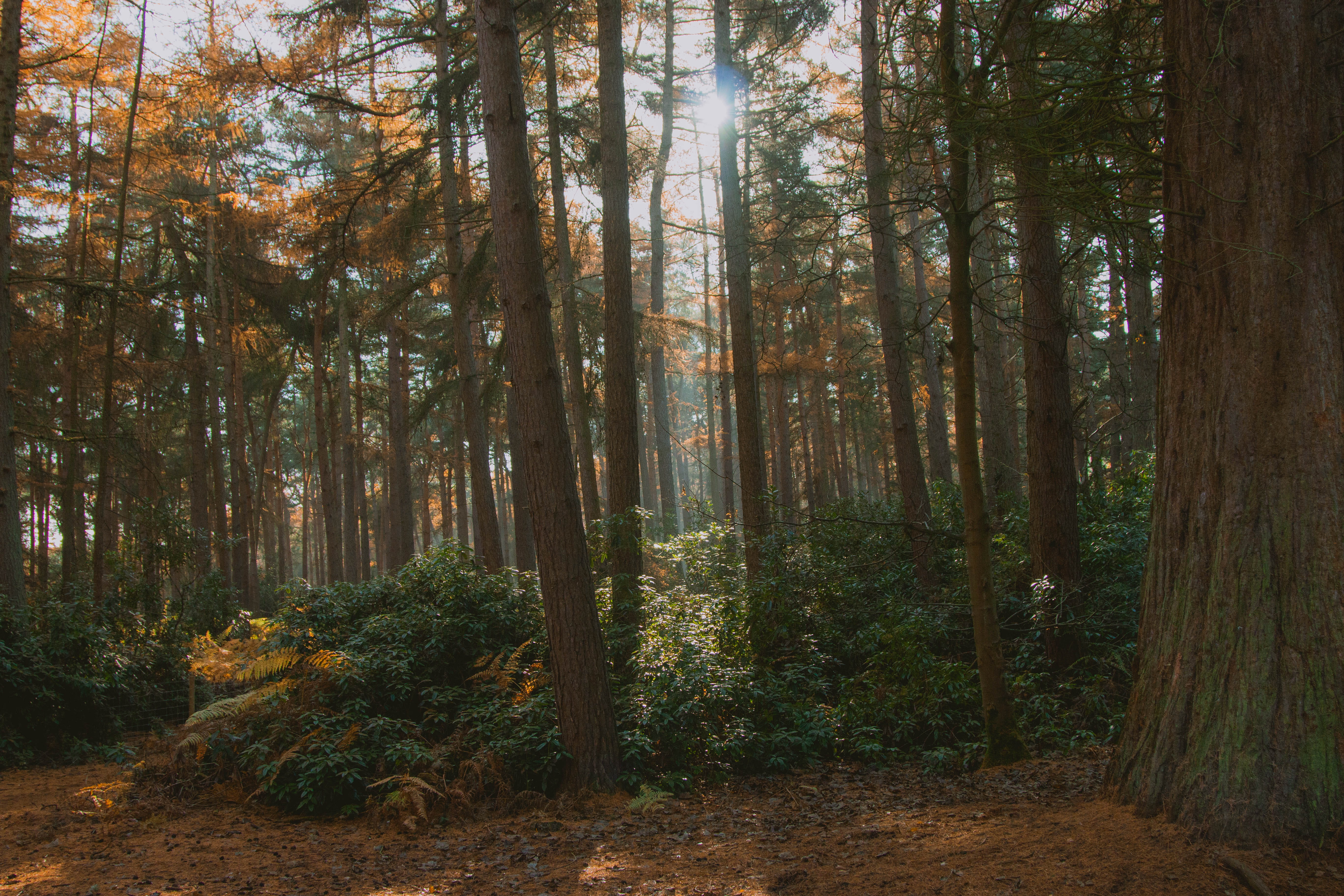 land, trunk, sunlight, trees, light, ground, rushmere country park, environment, orange, nature, woodland, scenics - nature, beauty in nature, plant, change, HD Wallpaper