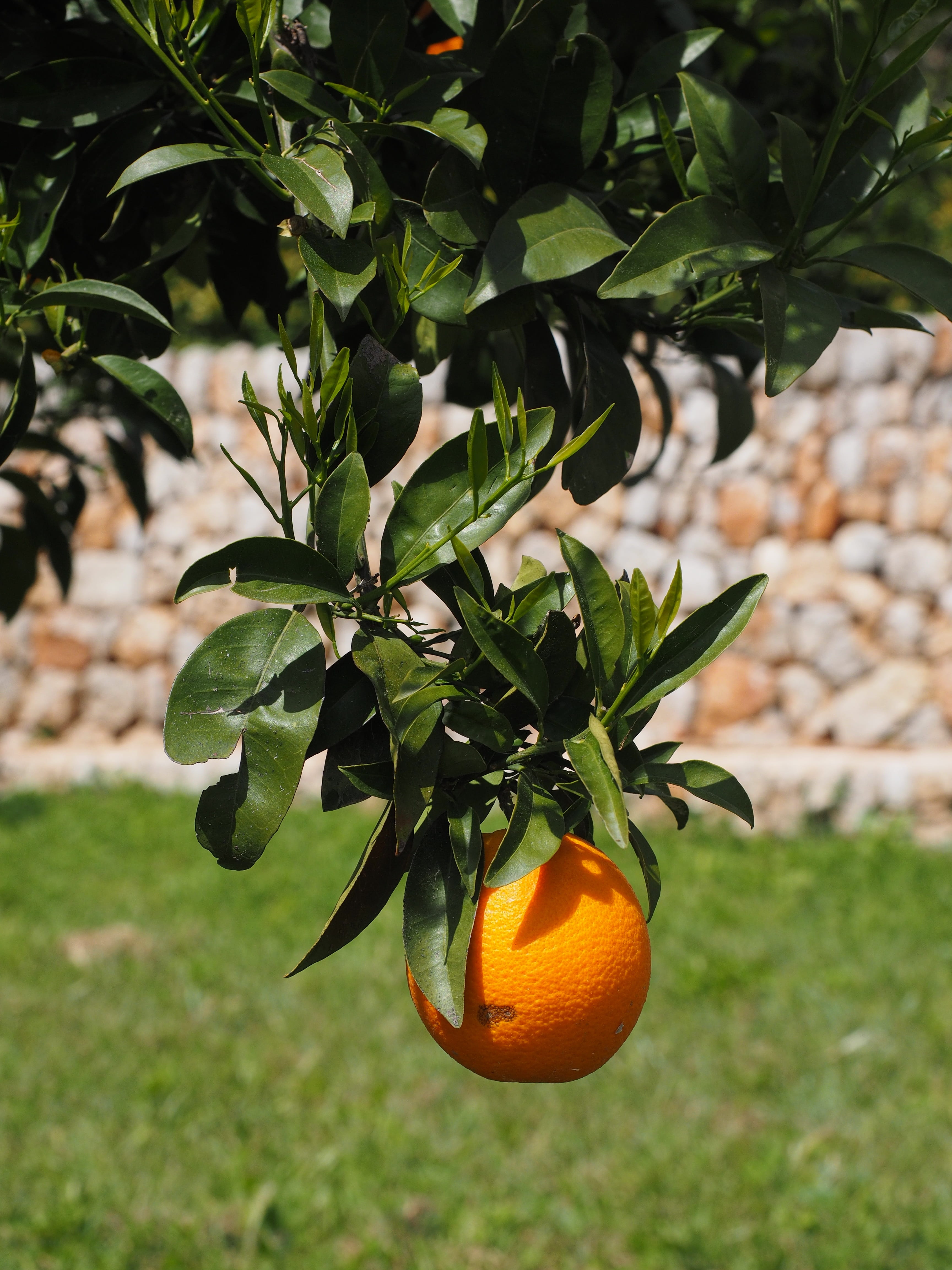 rutaceae, plant part, ripe, tree, day, orange color, healthy, orange, delicious, vitamins, leaves, green color, periwinkle, freshness, food, plant, sweet, Phone HD Wallpaper