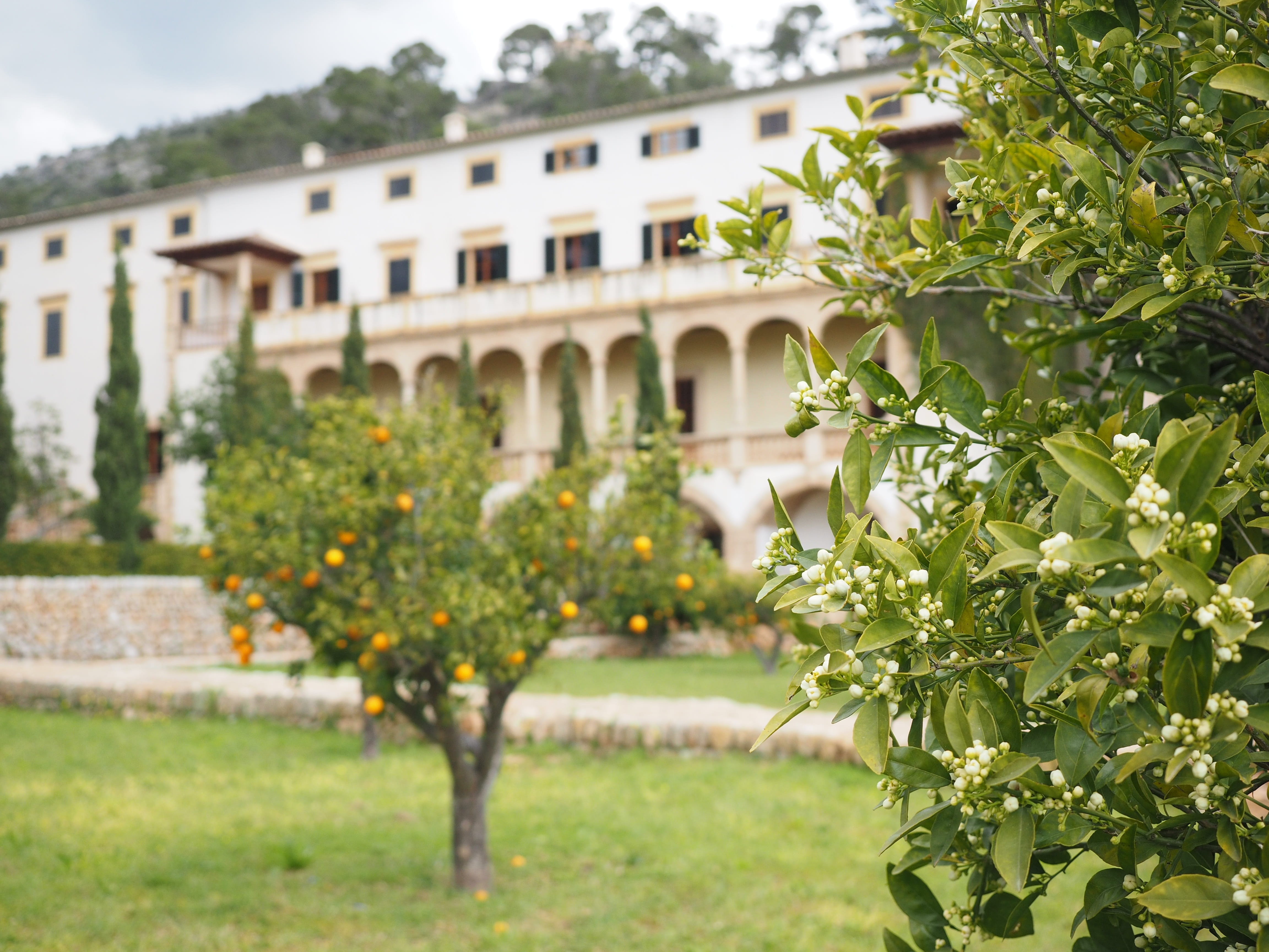fruit tree, day, freshness, sweet orange, plant part, flowering plant, leaf, vitaminhaltig, citrus tree, summer, periwinkle, bunyola, estate, focus on foreground, HD Wallpaper