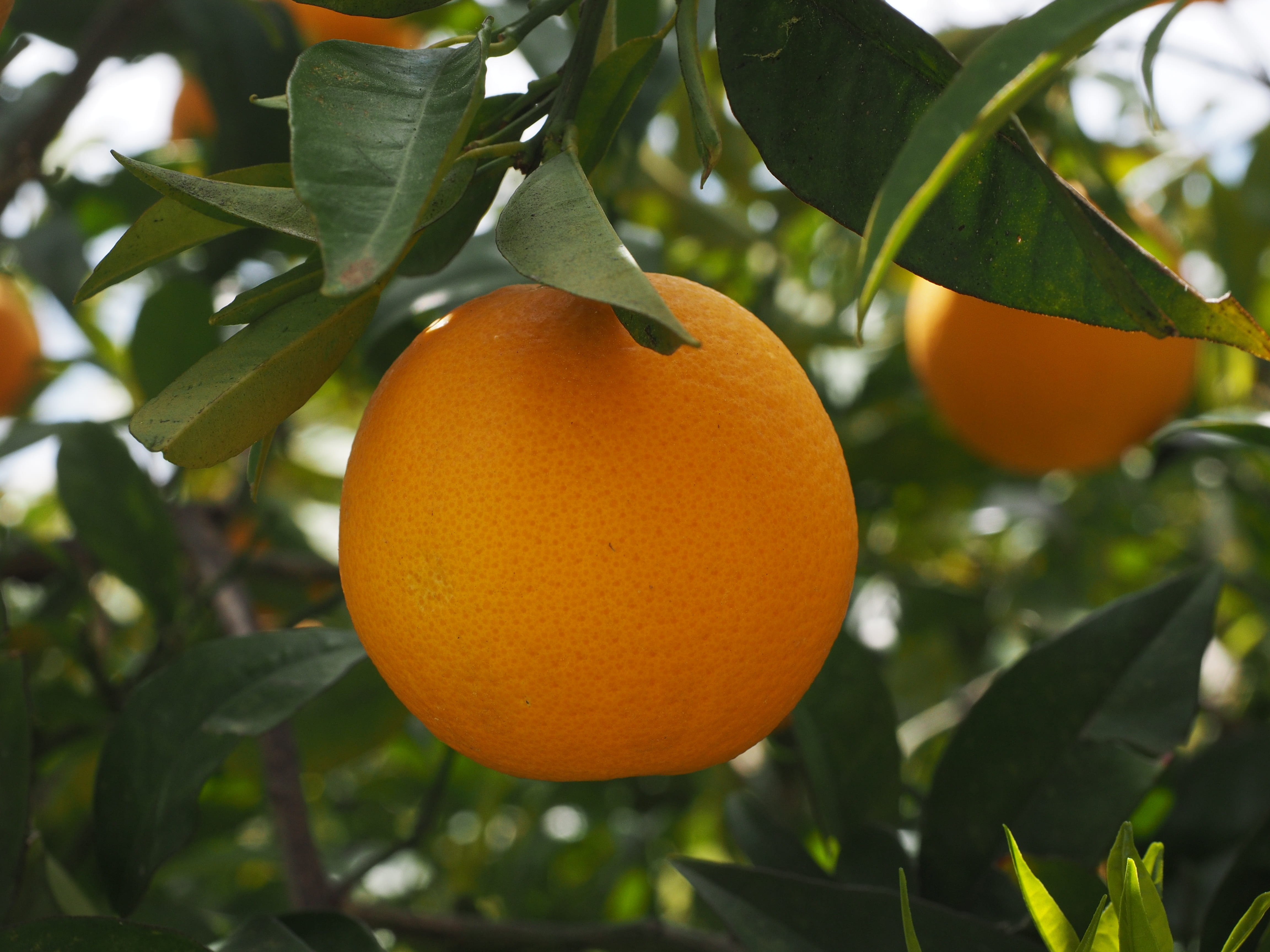 vitamins, growth, orange - fruit, leaf, diamond green, nutrition, food, citrus tree, mediterranean, freshness, branch, delicious, ripe, sweet, healthy, HD Wallpaper