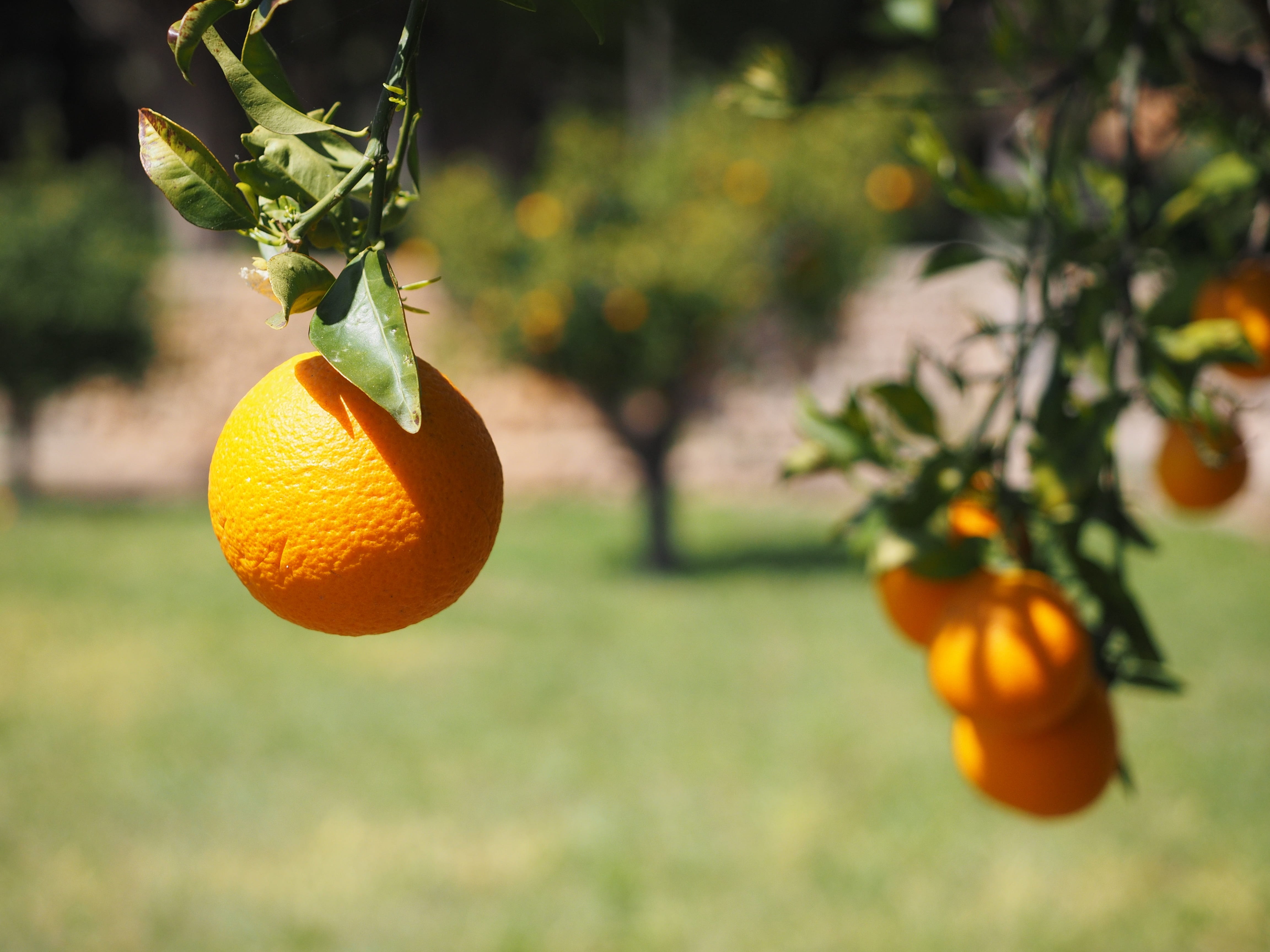 plant part, food, orange tree, orange color, no people, healthy, tree, outdoors, tropical fruit, citrus fruit, delicious, 4K, nature, wellbeing, freshness, HD Wallpaper