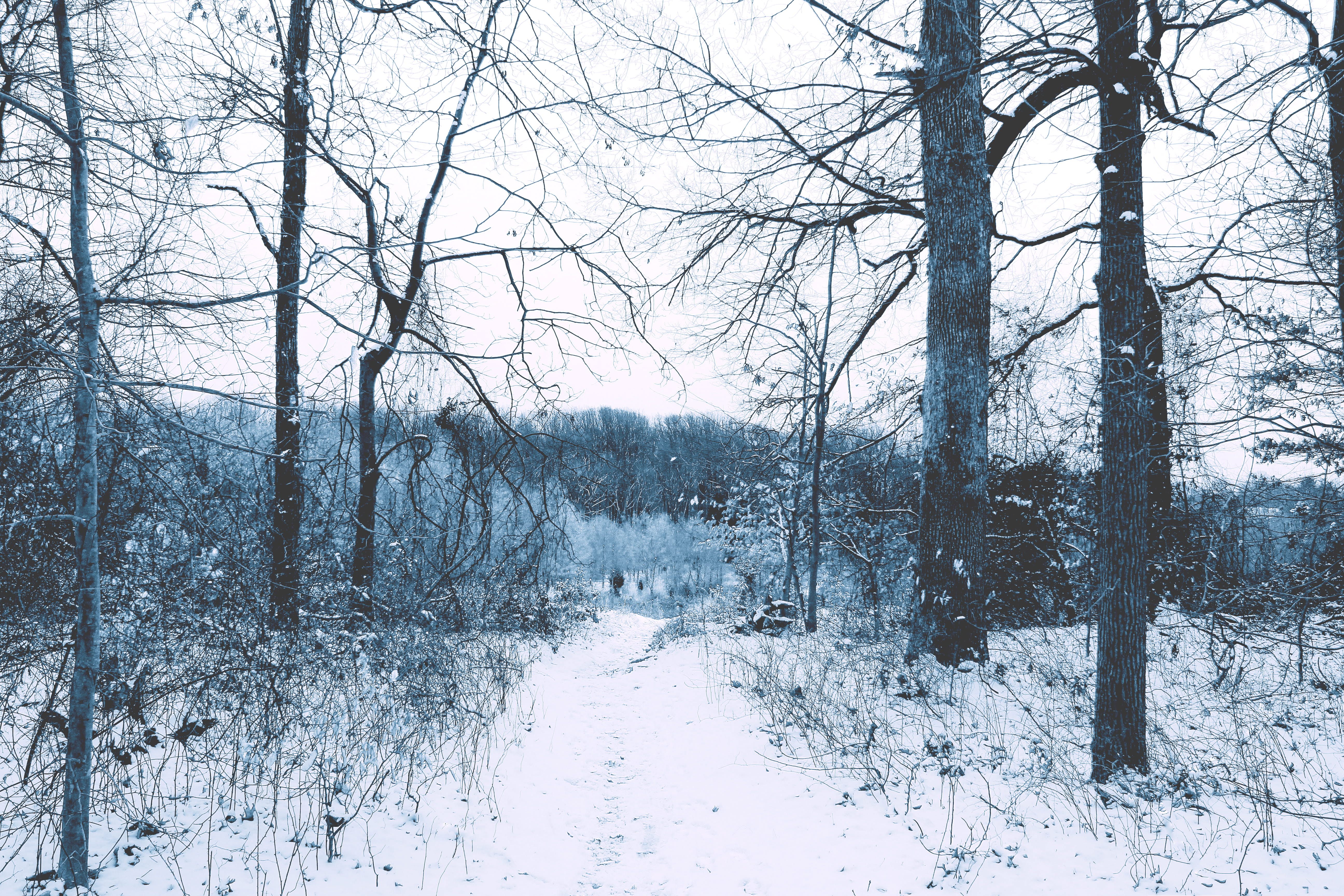 forest, zing, frozen, covering, outdoors, 5K, united states, trees, tree, non-urban scene, scenics - nature, nature, blizzard, white color, plant, snow, HD Wallpaper