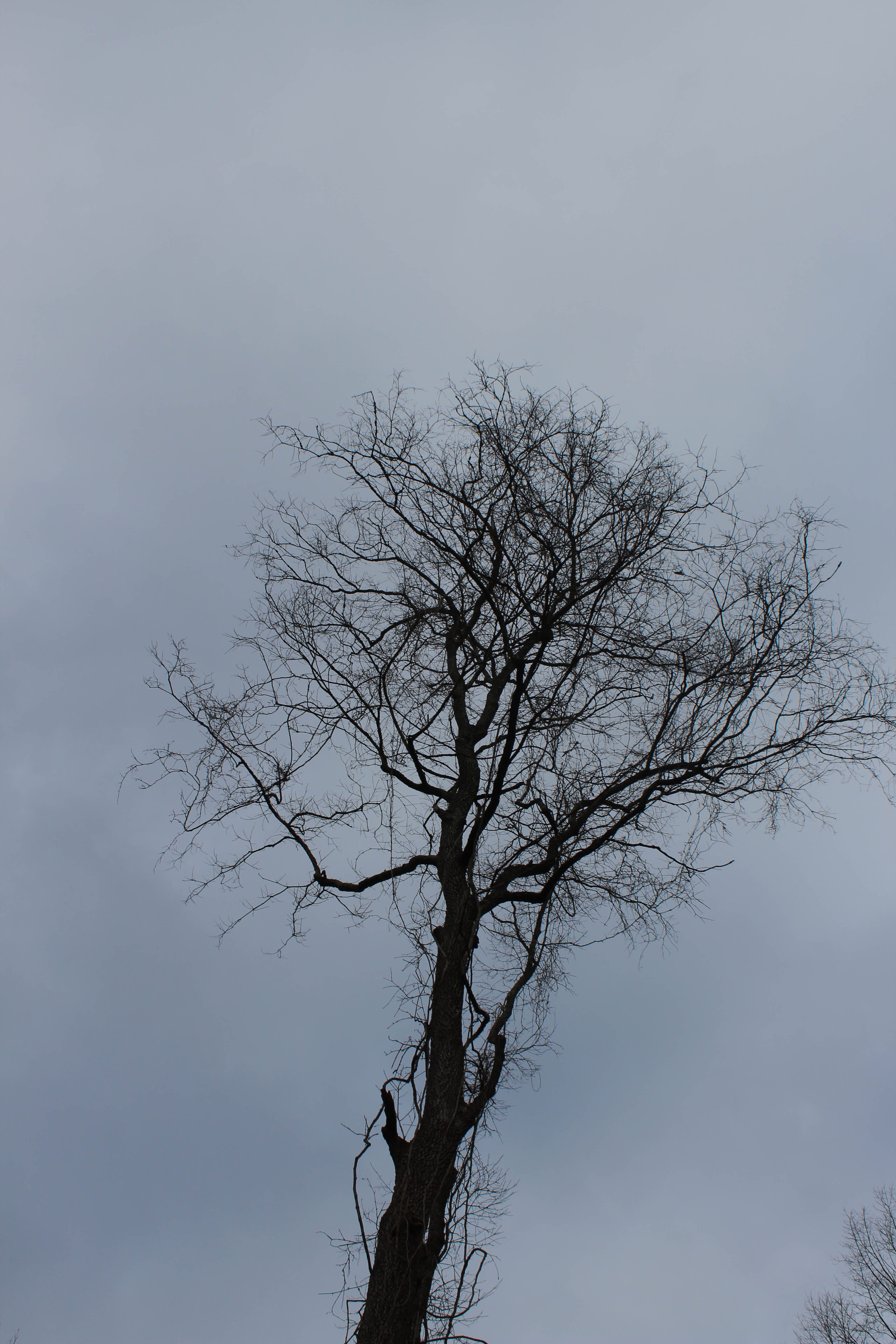 branch, trees, sky, dead plant, plant, tranquility, outdoors, isolated, bare tree, low angle view, scenics - nature, tranquil scene, united states, 5K, Phone HD Wallpaper