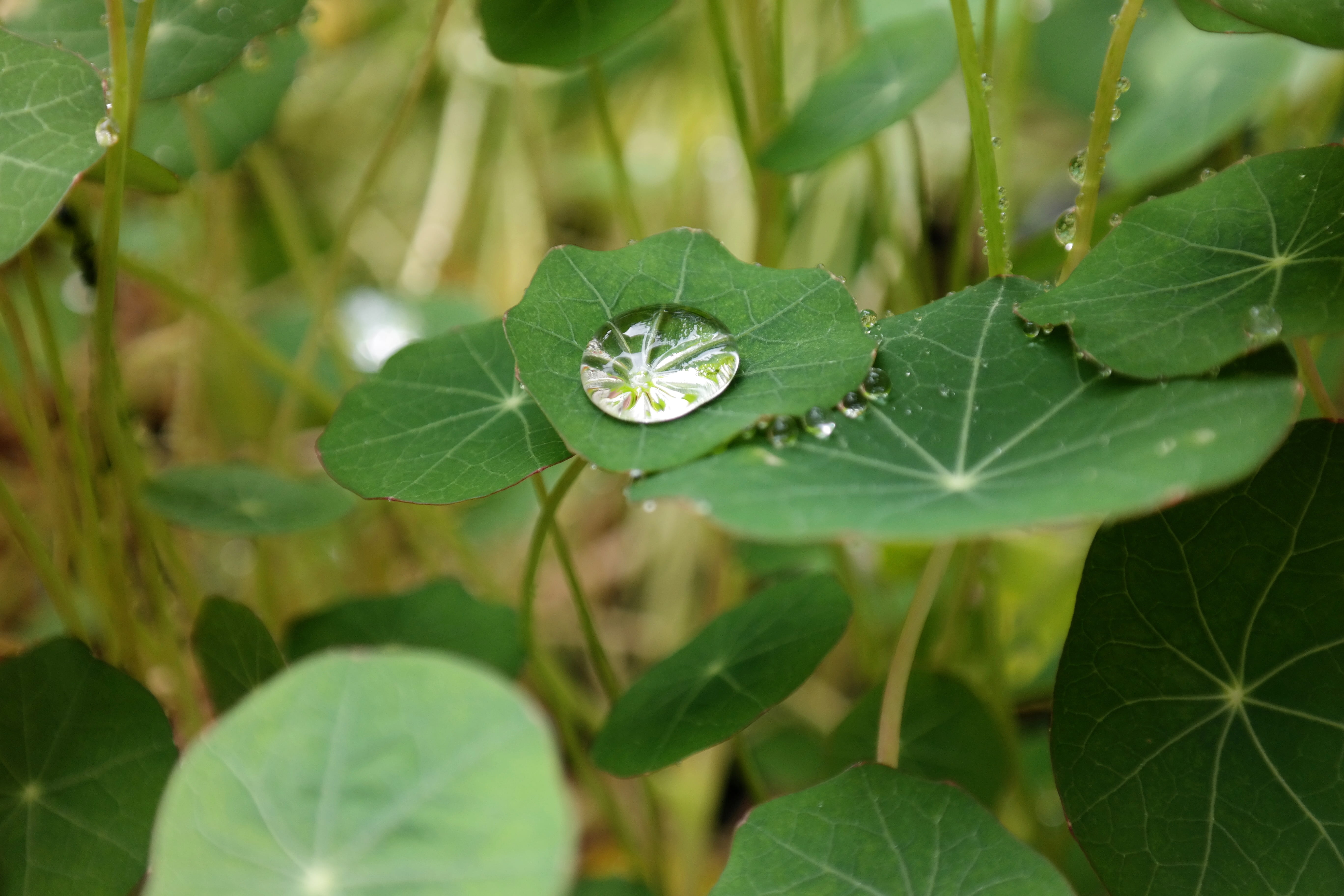 raindrop, clover, growth, water, close-up, fragility, outdoors, carbine greenhouse, surface tension, shine, drop of water, drop, purity, leaf, vulnerability, HD Wallpaper