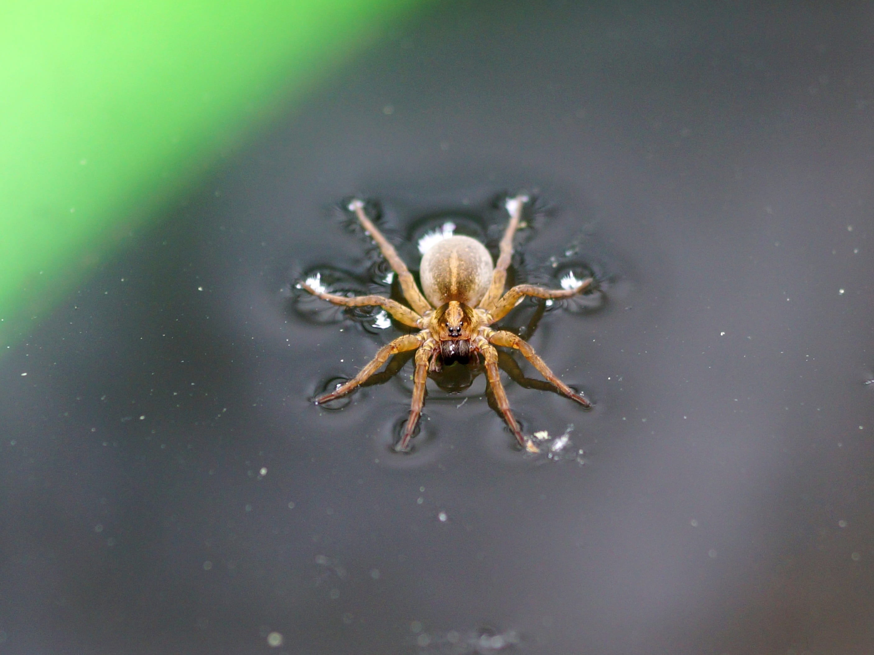 day, animal themes, arachnid, animal, no people, animal body part, outdoors, 2K, water, arthropod, selective focus, insect, green, zoology, surface tension, HD Wallpaper