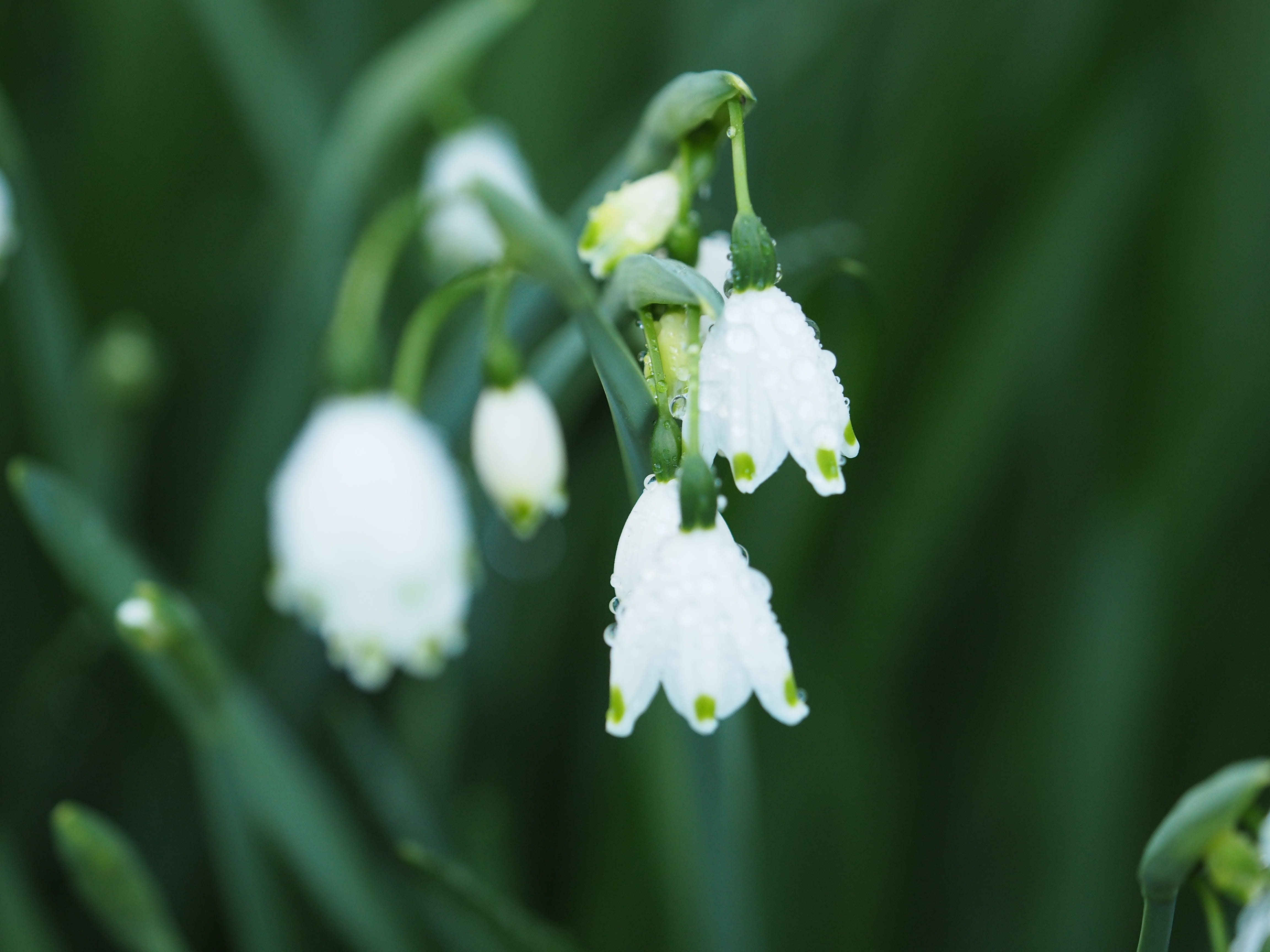 purity, day, growth, nature, garden, freshness, dew, plant, outdoors, spring, surface tension, close-up, water, flowering plant, white color, drops, flower, HD Wallpaper