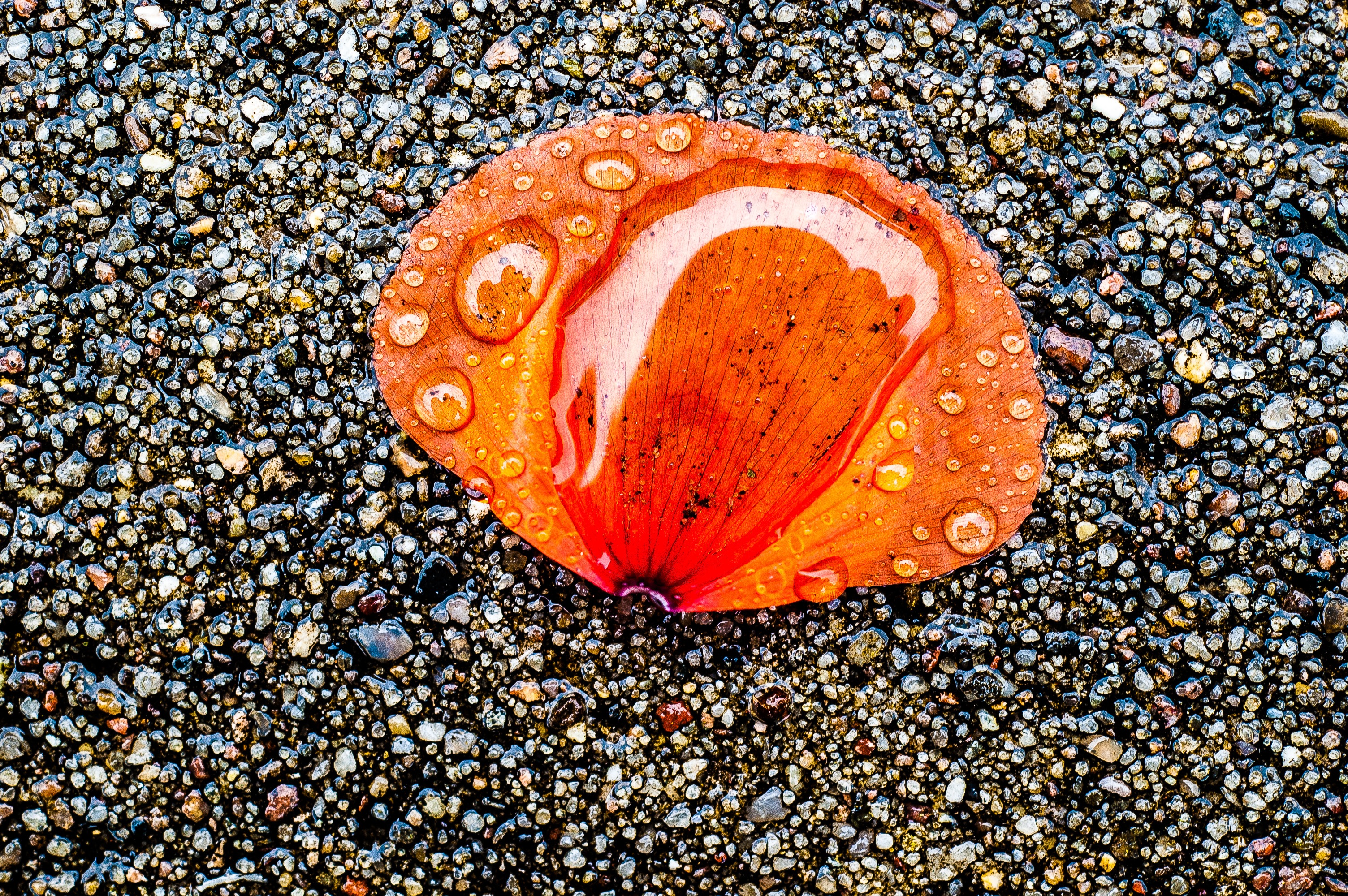 solid, rock, red, drop of water, 2K, petal, water, poppy, shell, animal, close-up, reflection, sunlight, rain, outdoors, land, high angle view, beach, HD Wallpaper