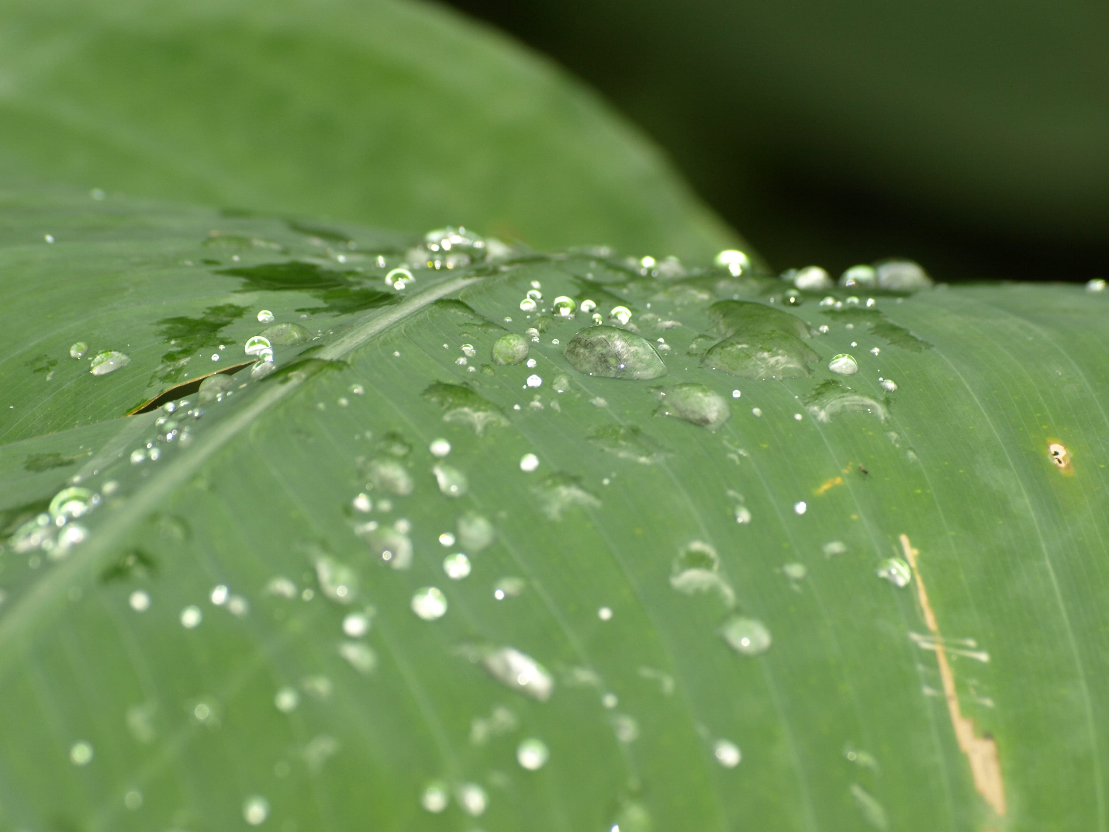 full frame, freshness, drop of water, outdoors, growth, rain, dew, leaf, nature, drip, raindrop, purity, surface tension, plant part, green color, tranquility, HD Wallpaper