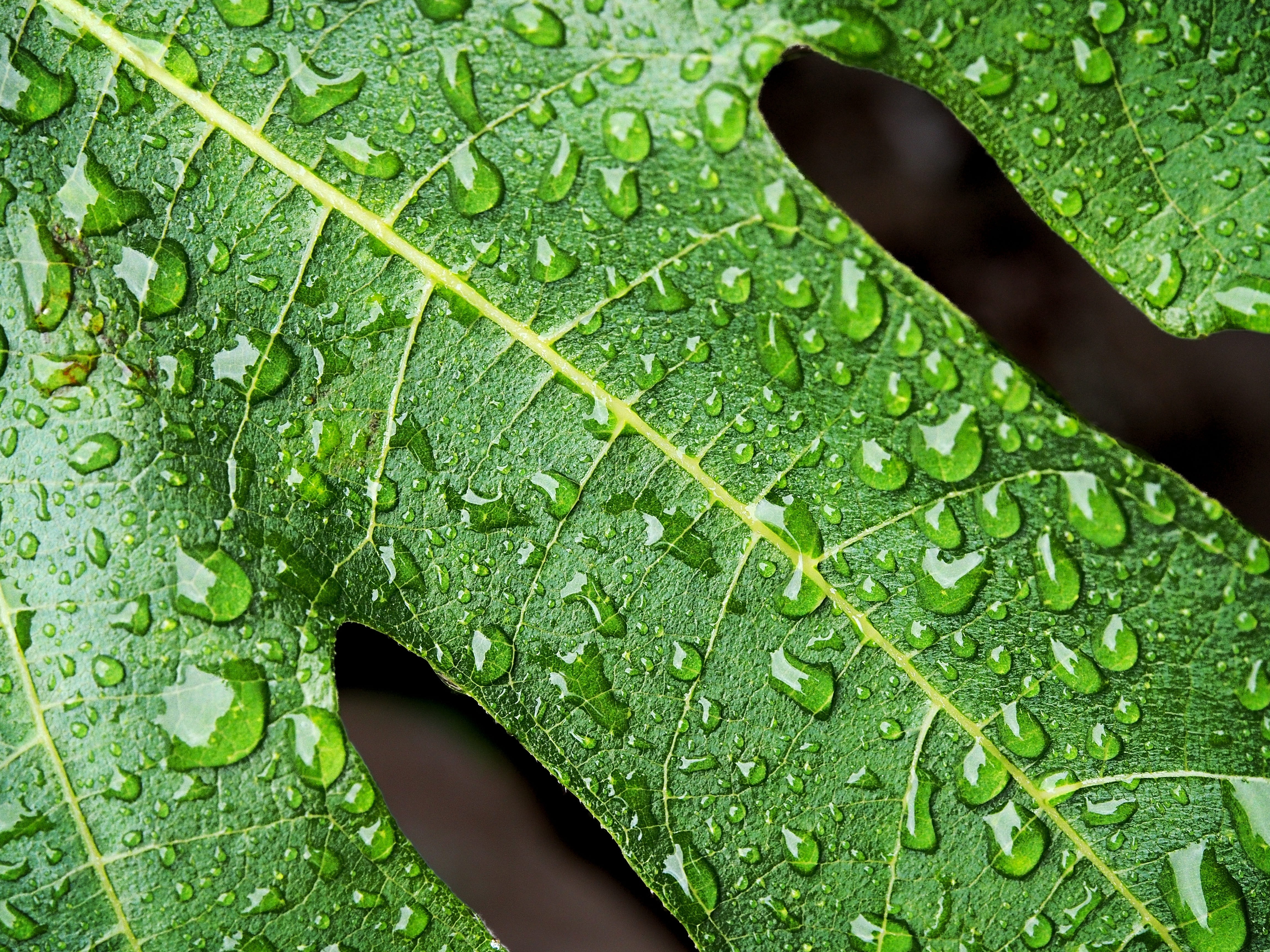 leaves, vein, water, tension, fresh, wet, fluid, plant part, day, droplets, drip, purity, macro, close-up, surface, shower, drop, green color, freshness, HD Wallpaper