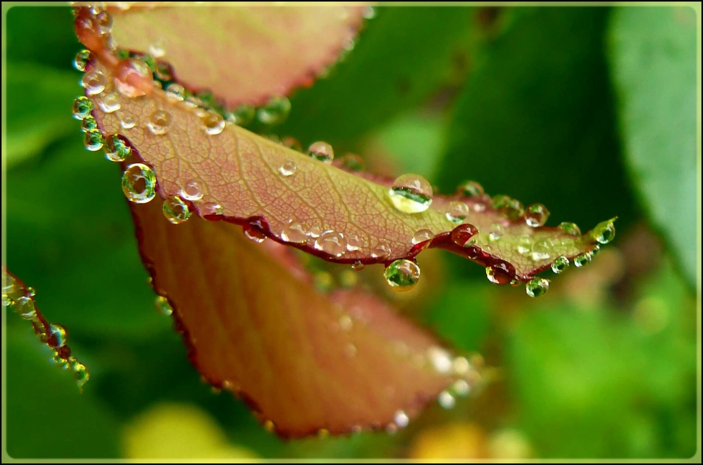 rosenblatt, orange, plant part, wet, drop, flora, Drop, plant macro, Close, day, dewdrop, flower, close-up, plant, sparkle, drip, no people, selective, HD Wallpaper