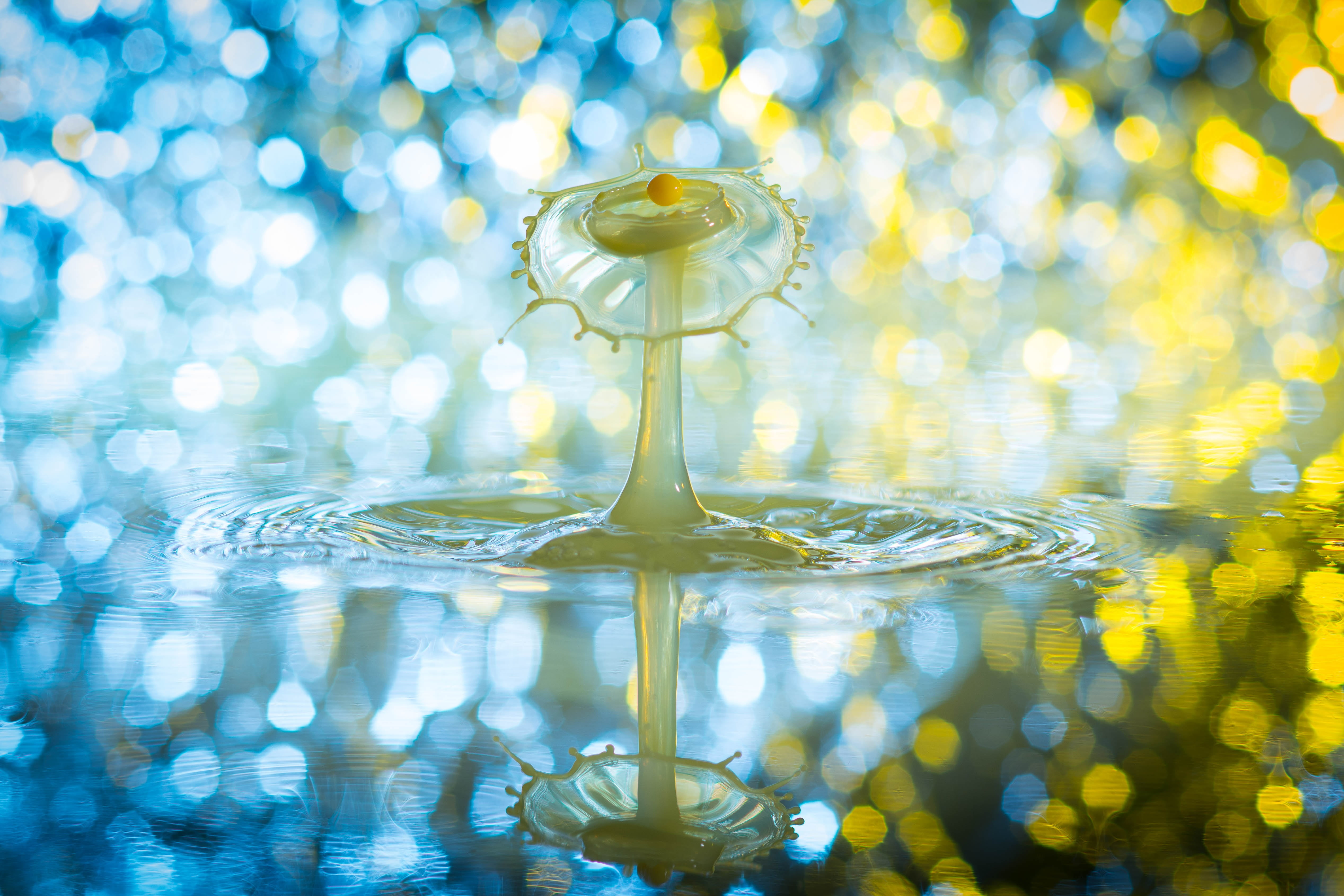 light - natural phenomenon, water, luxury, liquid, indoors, 4K, nature, purity, flower, freshness, droplets, day, drop, selective focus, highspeed photography, HD Wallpaper