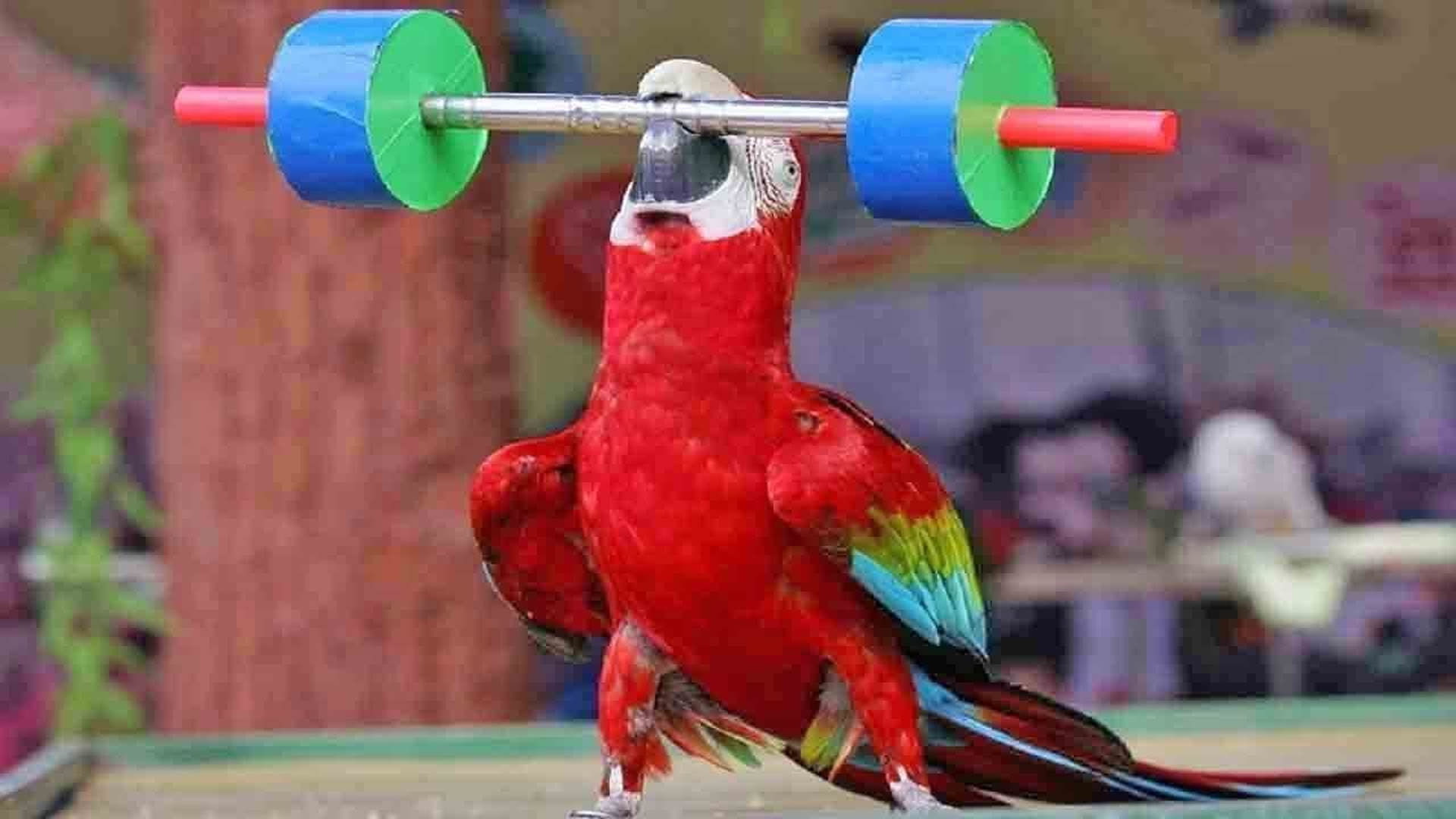 animals in the wild, outdoors, multi colored, vertebrate, 1080P, weight training, focus on foreground, finally, day, animal wildlife, close-up, parrot, HD Wallpaper
