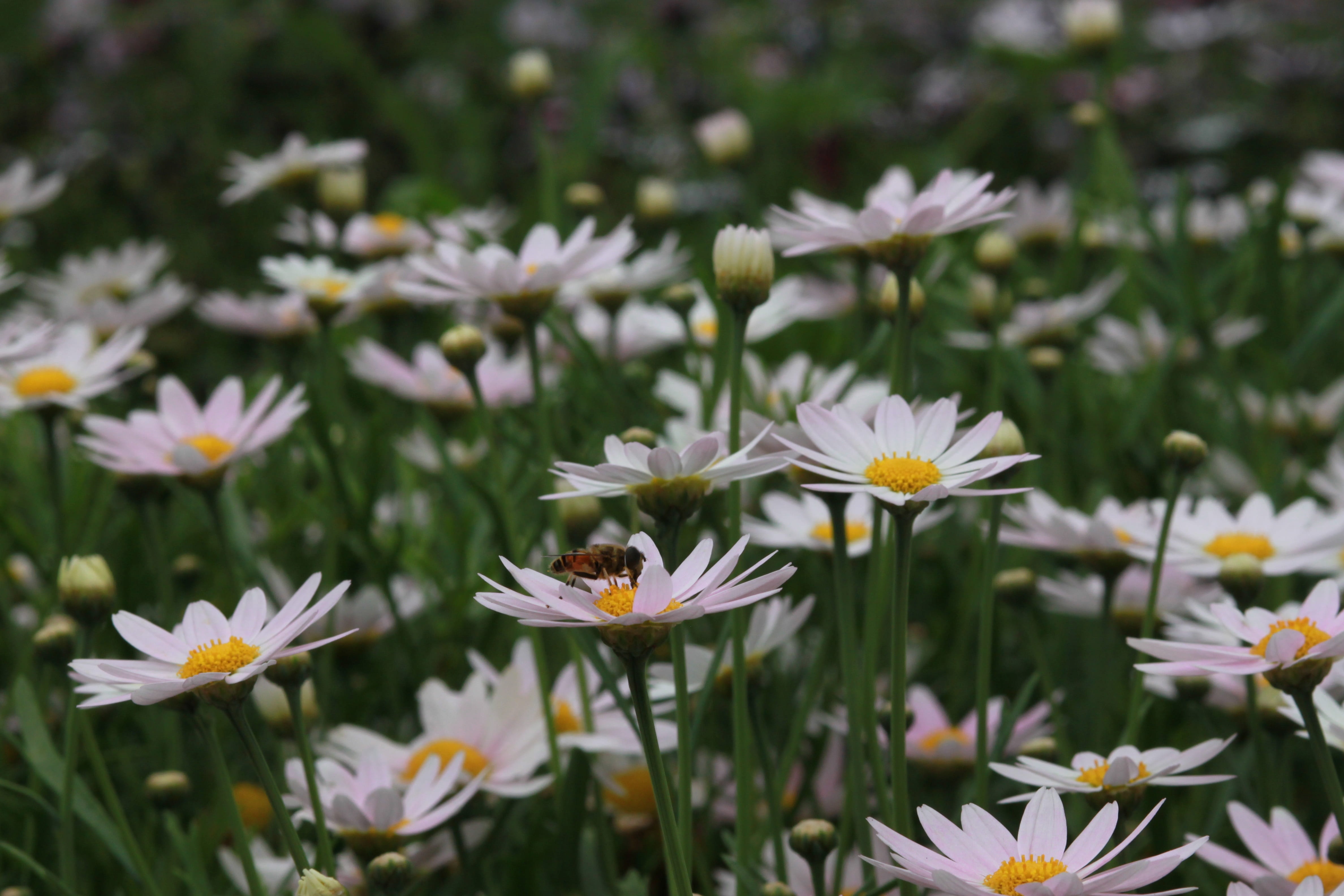s, petal, hayfields, blossom, daisy, margaret street, 4K, bee, white color, wildflower, focus on foreground, nature, pure, close-up, white flowers, hope, HD Wallpaper