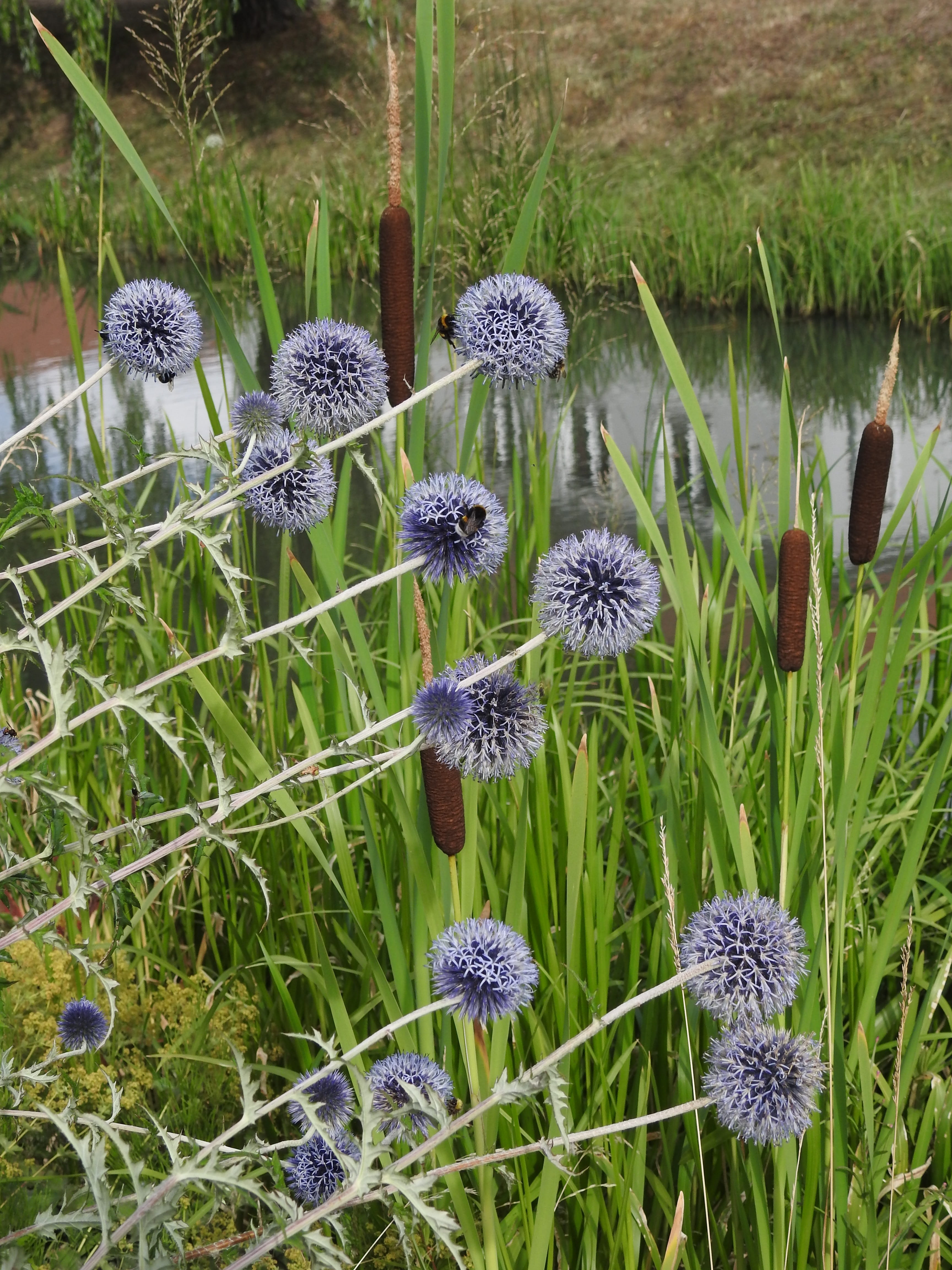 4K, season i did not get, plant, batons water, purple, flower, inflorescence, channel, thistle, flower head, field, growth, flowering plant, land, day, Phone HD Wallpaper