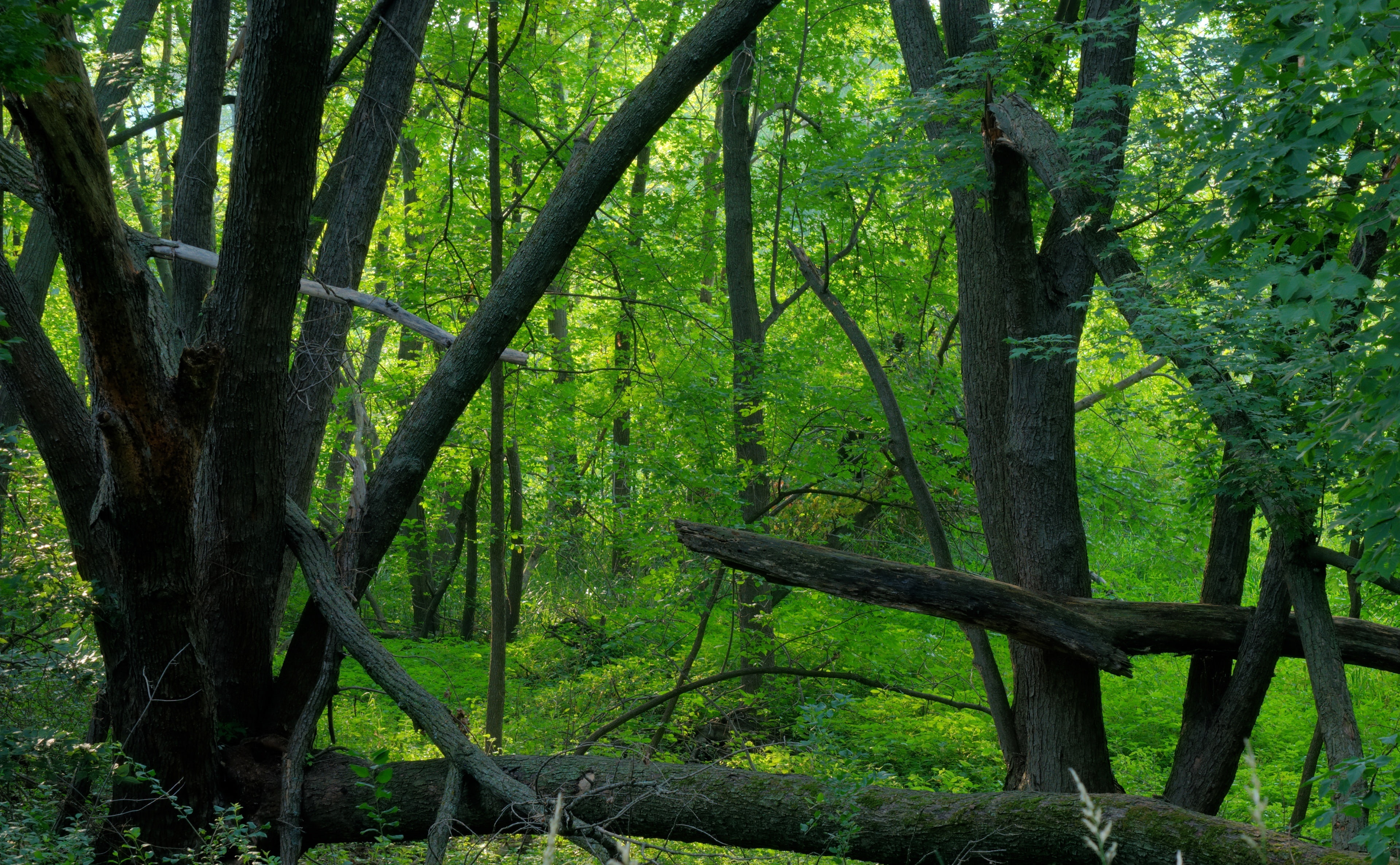 Minnesota, nature, day, outdoors, National, forest, no people, Valley, green color, trunk, beauty in nature, growth, bamboo - plant, 4K, plant, land, lush foliage, HD Wallpaper