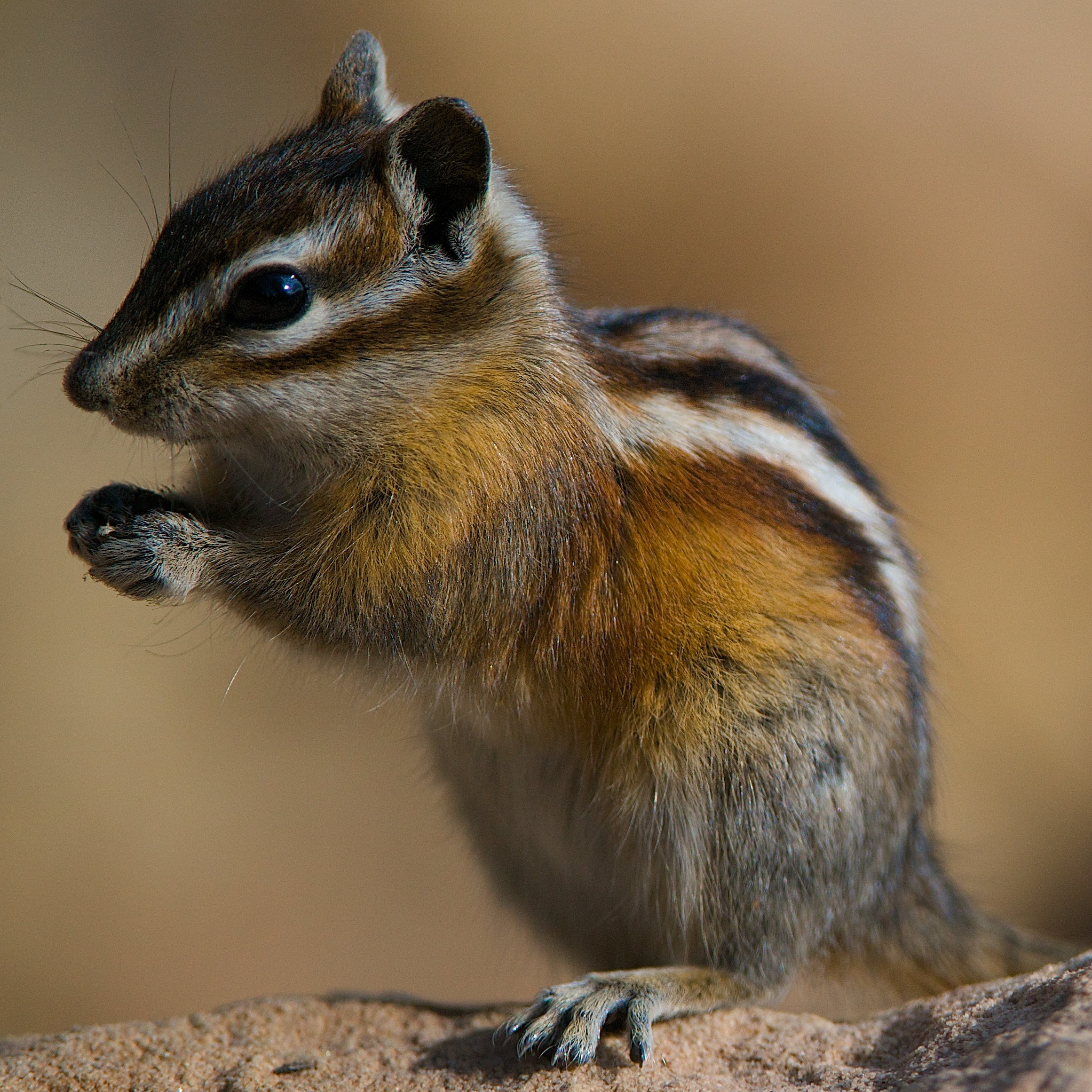 animals In The Wild, Larry Johnson, AF, animal, photo, mammal, squirrel, Zoom, Colorado Chipmunk, walnut, up, f/4G, ED, closed, brown, colorado, cute, VR, Phone HD Wallpaper