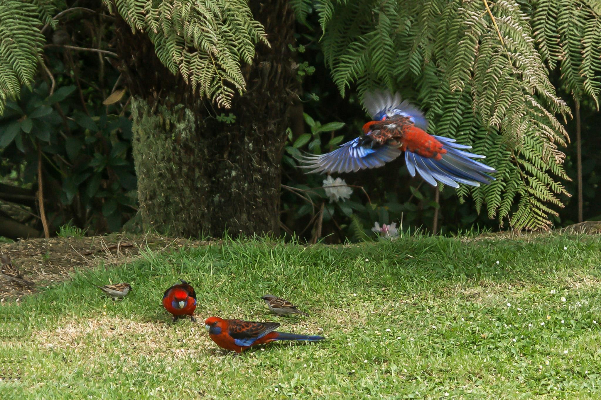 three, Australia, blue, red, brown, like, 1080P, dream, colorated, Birds, HD Wallpaper