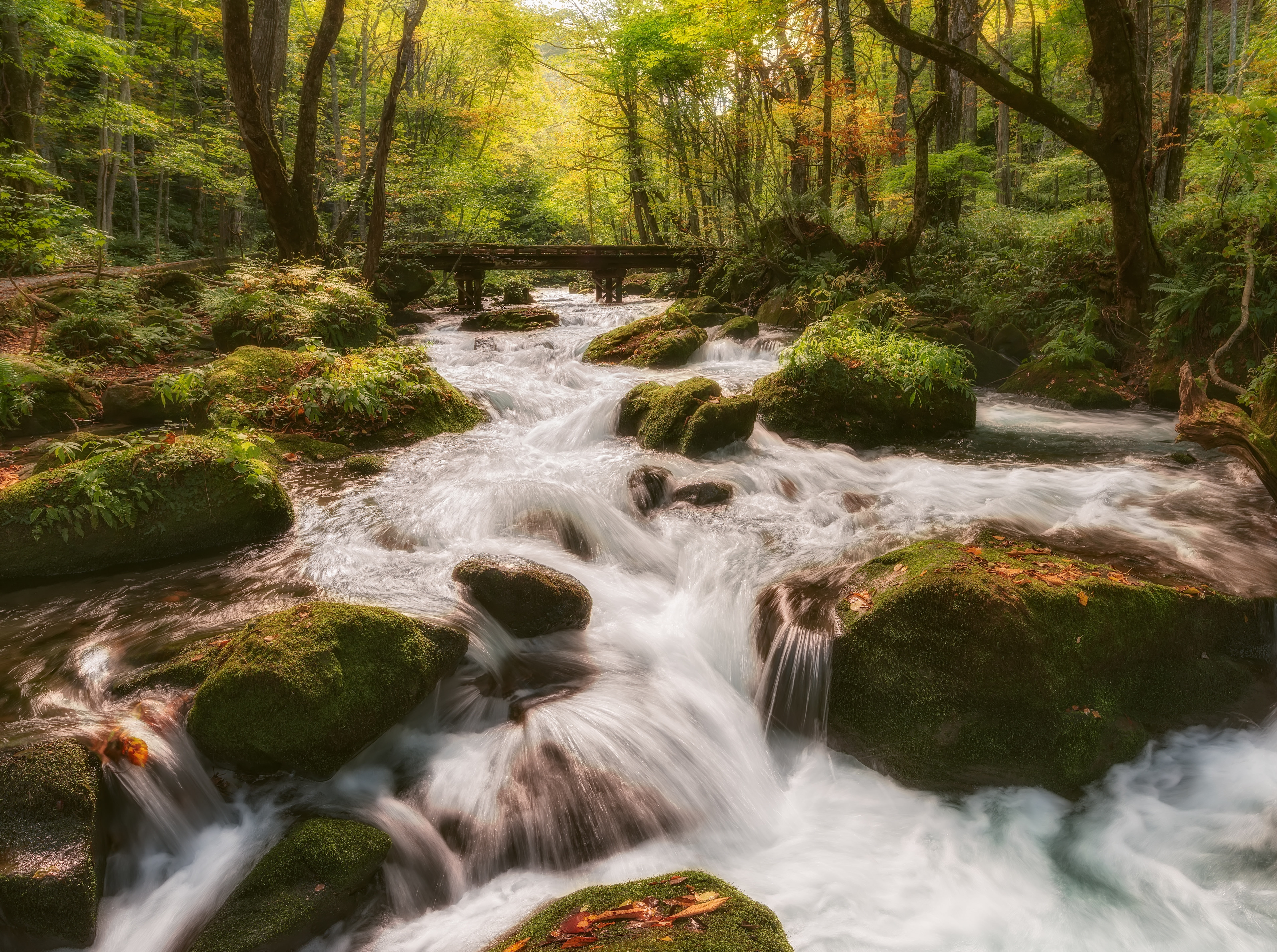 aomori, solid, power in nature, Nature, towada, forest, Water, flowing, beauty in nature, motion, scenics - nature, touhoku, no people, Forests, oirase, HD Wallpaper