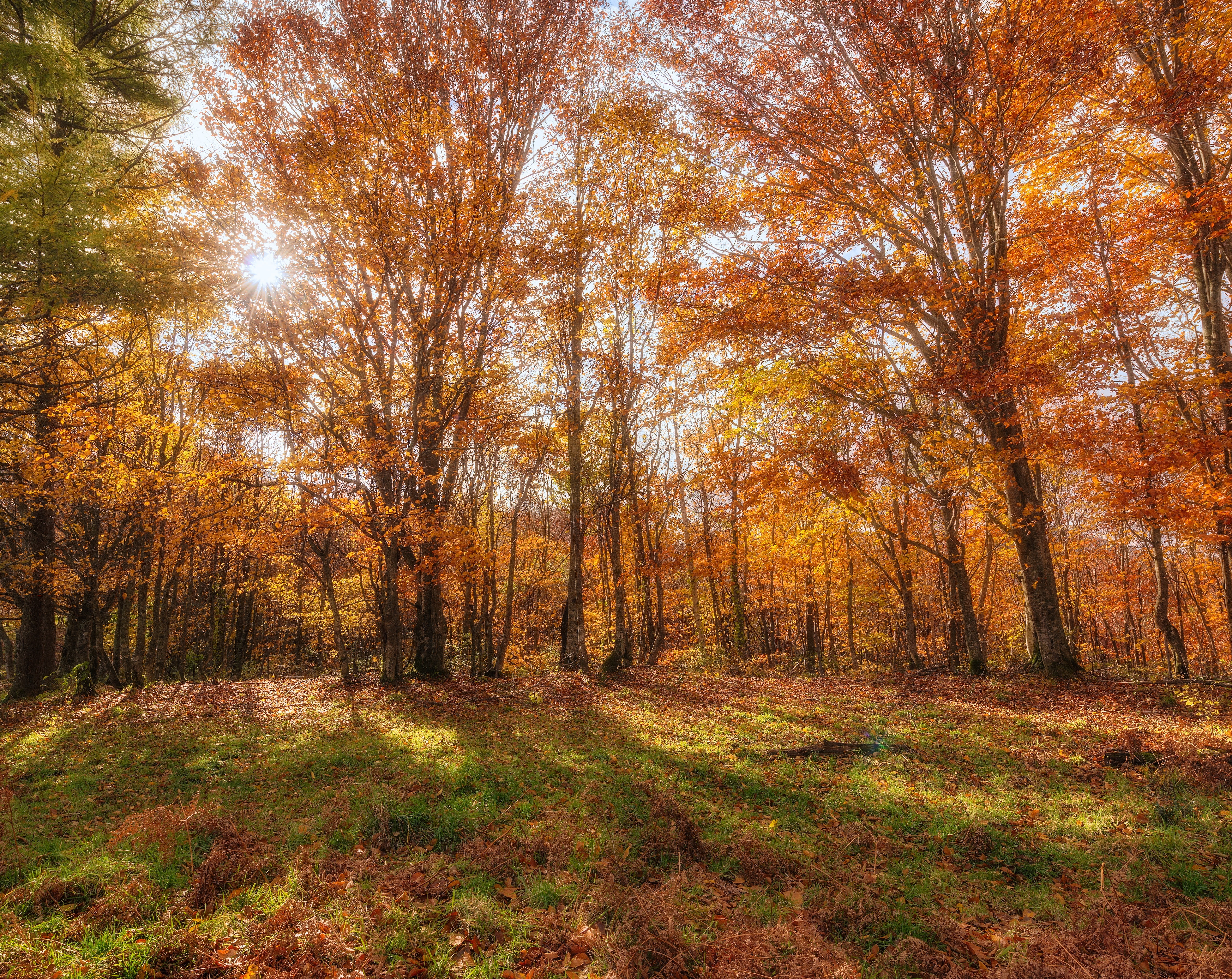Leaves, beauty, tree, environment, idyllic, plant, kazuno, Colorful, 5K, land, Akita, trail, Chaos, Autumn, Forest, nature, towada, change, field, Angle, HD Wallpaper