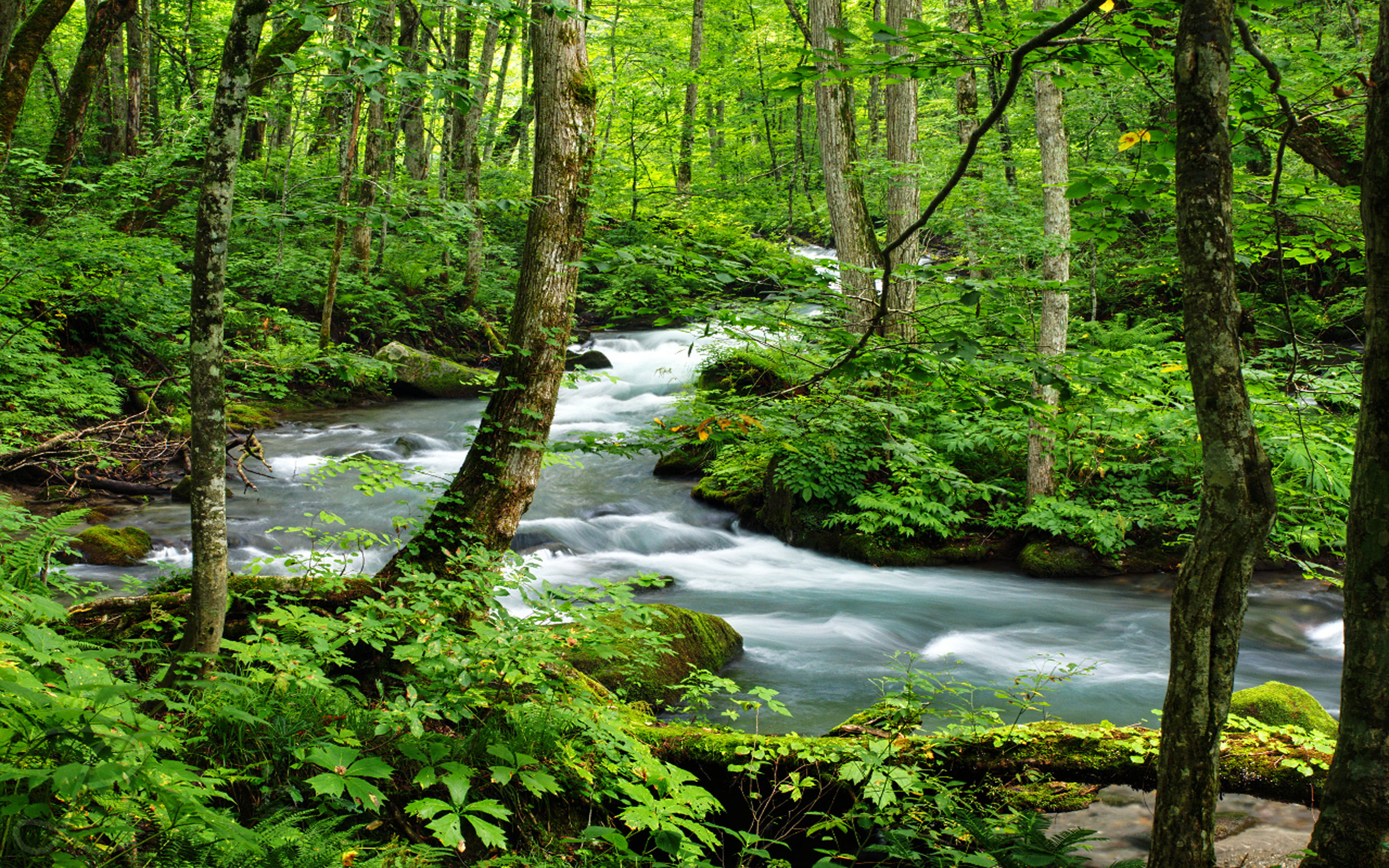 dense, full, blurred motion, stream - flowing water, no people, rainforest, forest, 2K, tranquil scene, japan, beauty in nature, day, desktop, flowing water, HD Wallpaper