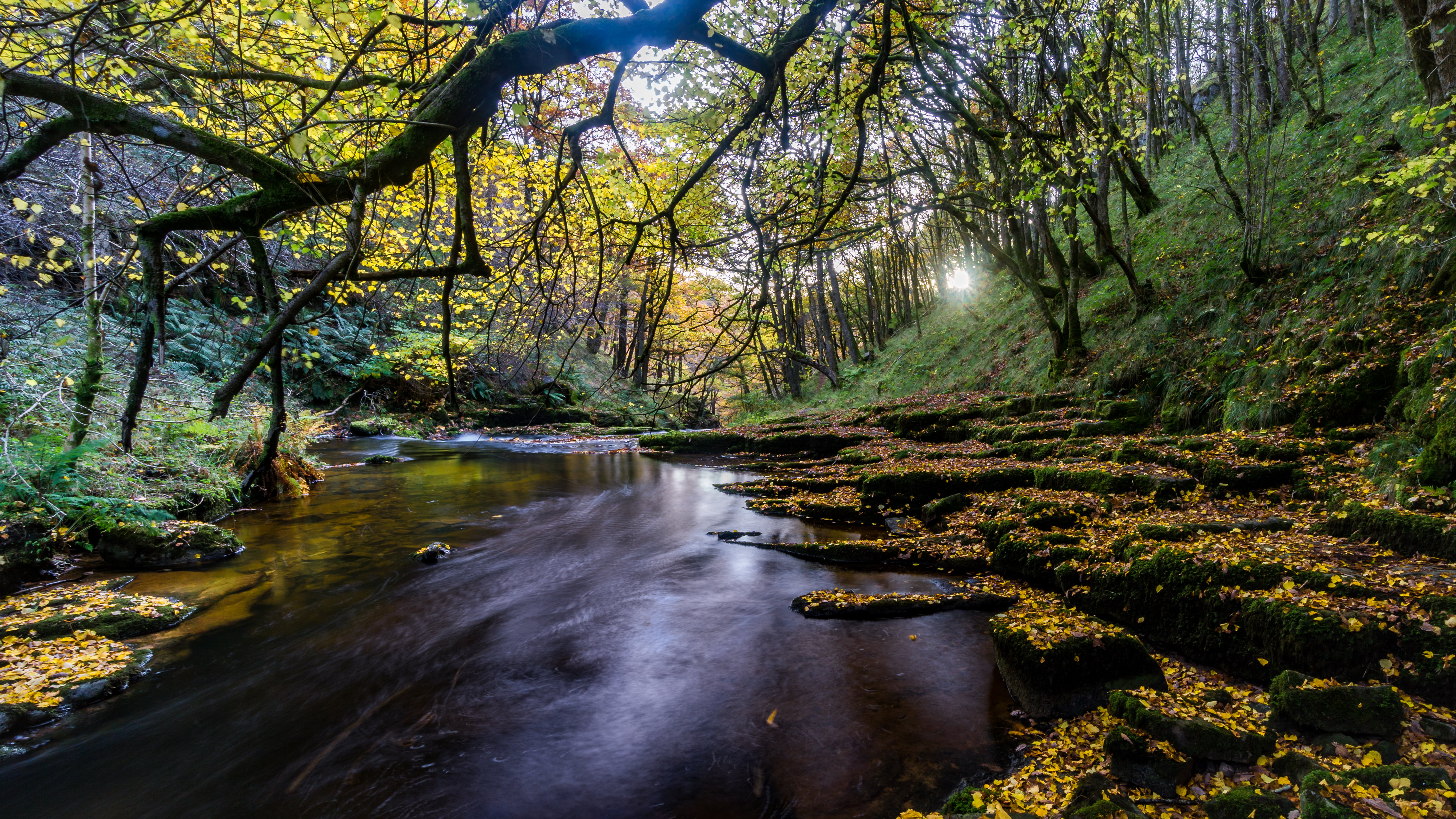 leaf, beauty In Nature, yellow, tree, landscape, stream, trees, Autumn, photography, scenics, water, in between, busy, sel1018, Afon  Hepste, river, outdoors, HD Wallpaper