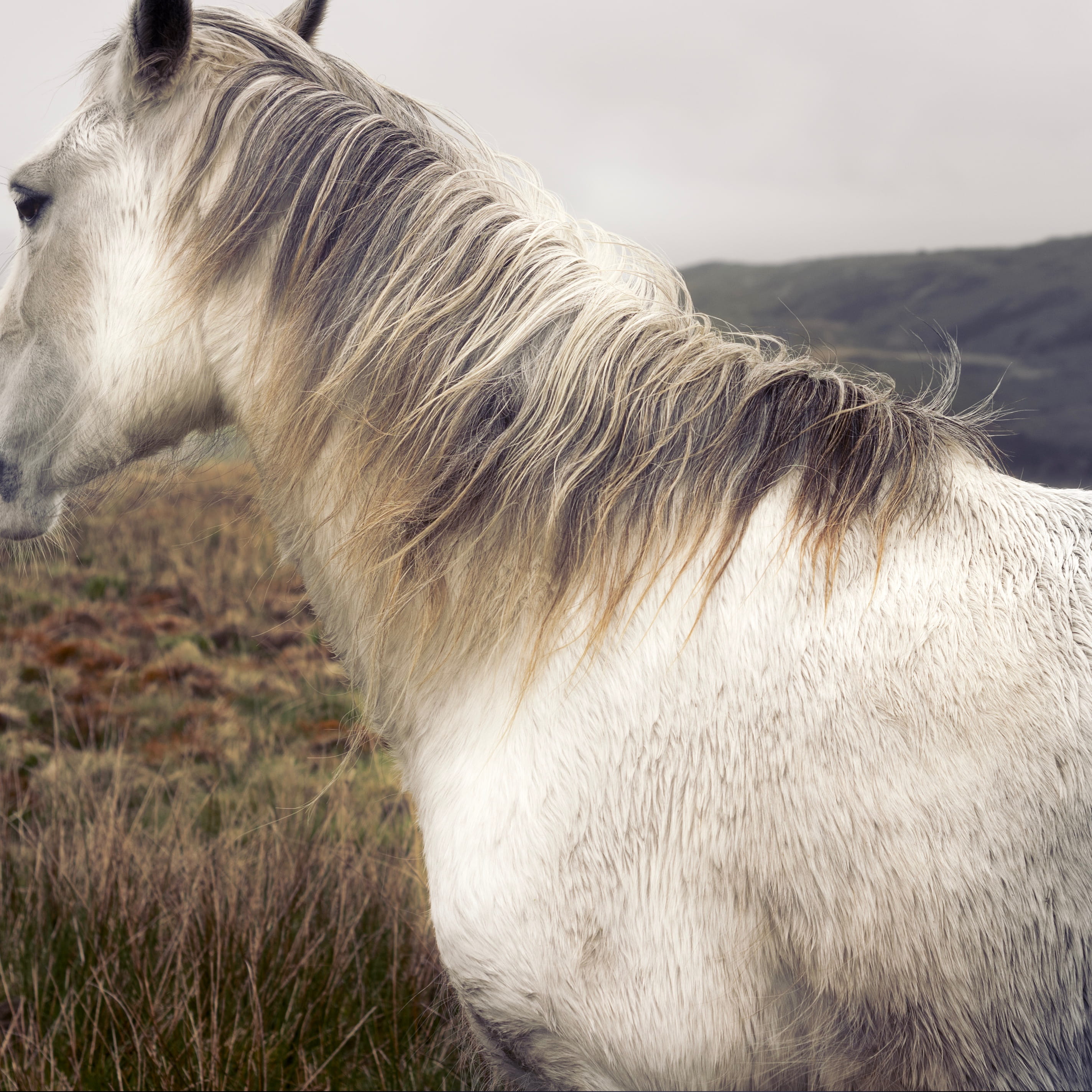 mane, land, vertebrate, 2K, one animal, domestic, animal, nature, hair, animal head, field, pastel, brecon, animal themes, herbivorous, close-up, grass, Phone HD Wallpaper