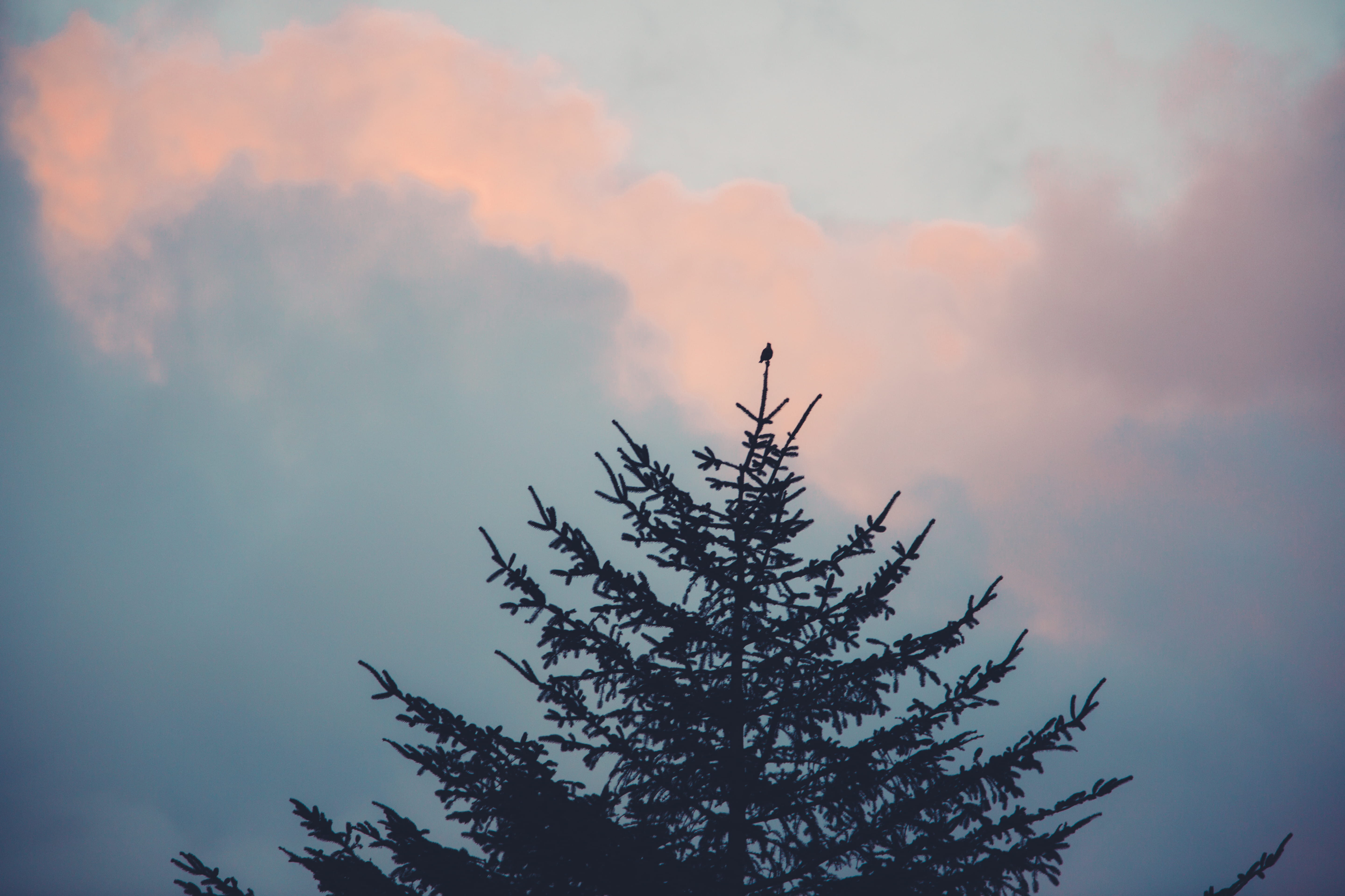 sunset, cloud - sky, forest, no people, tree, non-urban scene, growth, tranquility, plant, sky, low angle view, bird, 5K, nature, perch, coniferous tree, HD Wallpaper