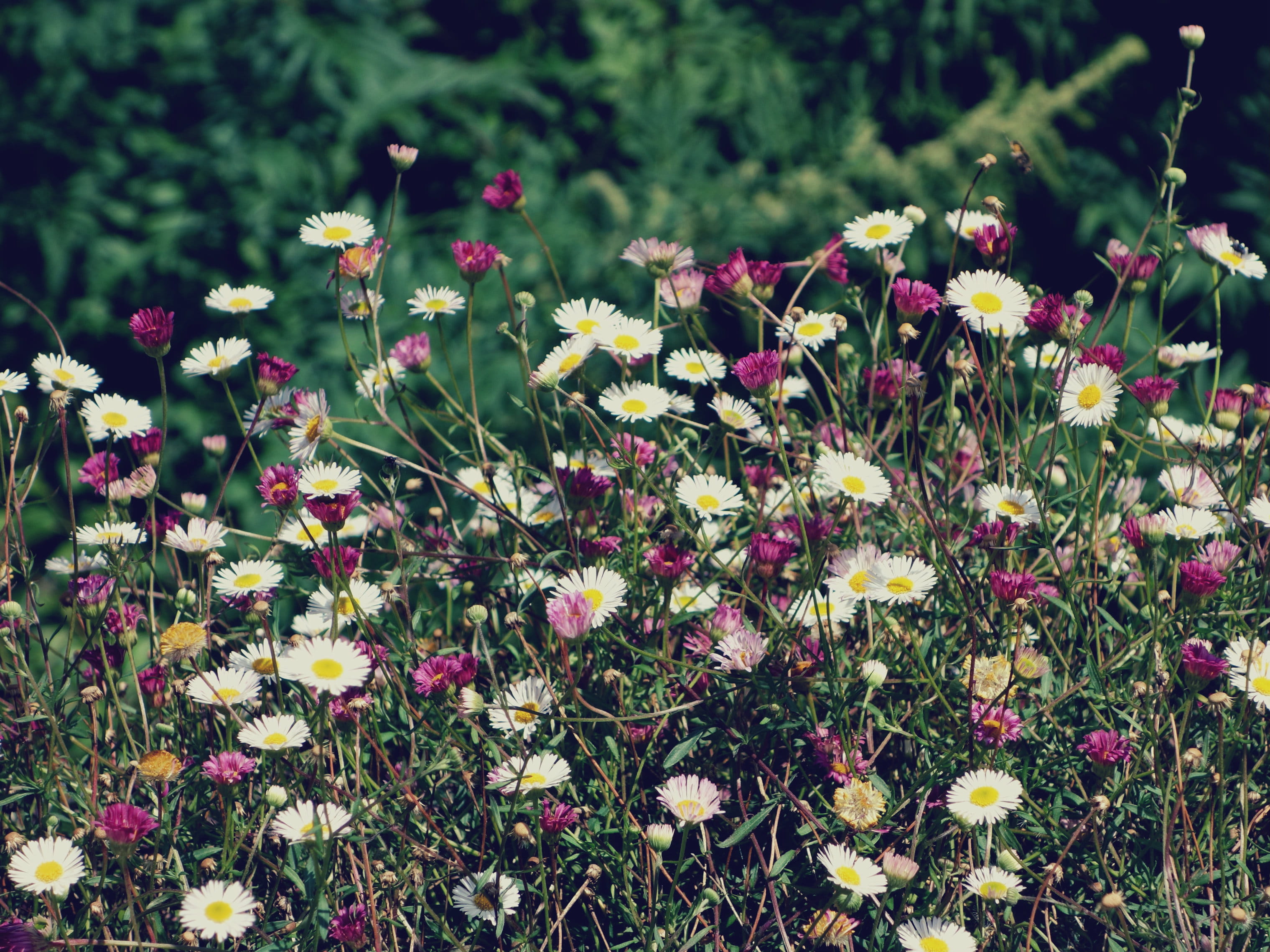 2K, beauty in nature, close-up, flower, land, freshness, field, inflorescence, fragility, plant, petal, flowering plant, flower head, yellow, flowerbed, HD Wallpaper