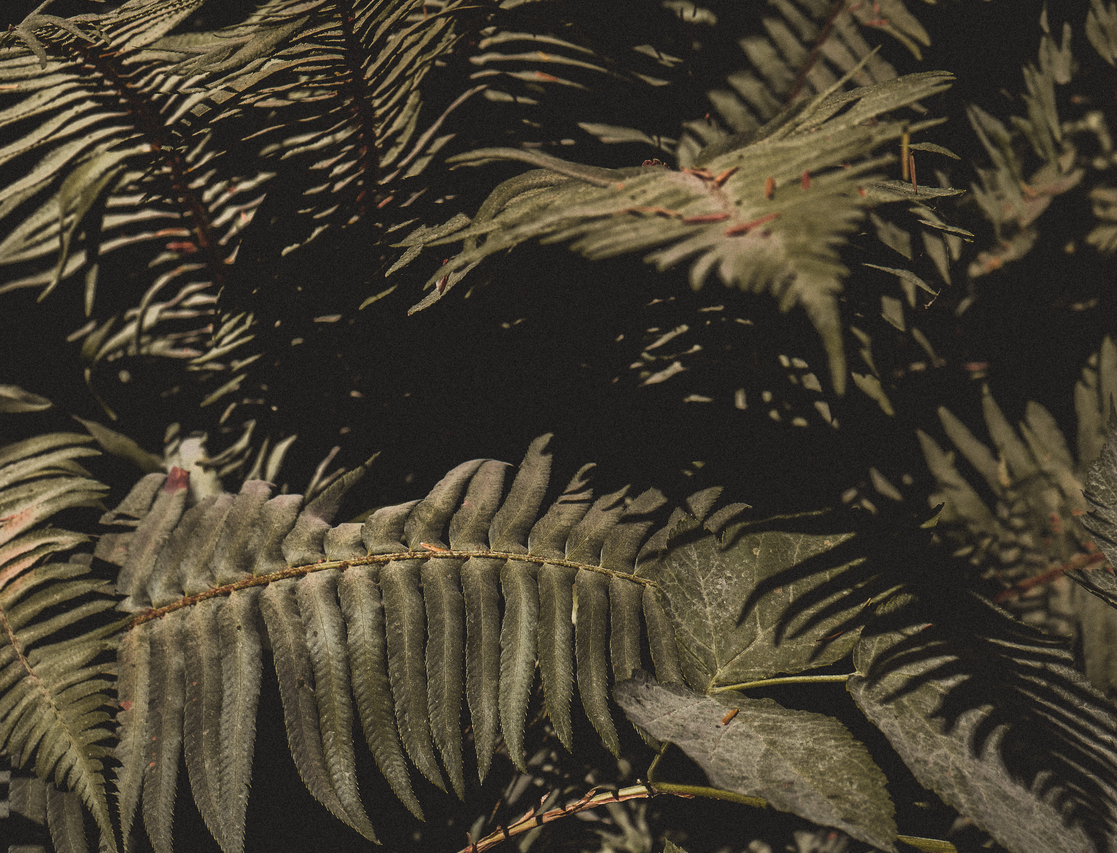 group of animals, united states, close-up, vertebrate, fern, nature, jar, vase, no people, ocean, sea life, animals in the wild, pottery, water, marine, HD Wallpaper