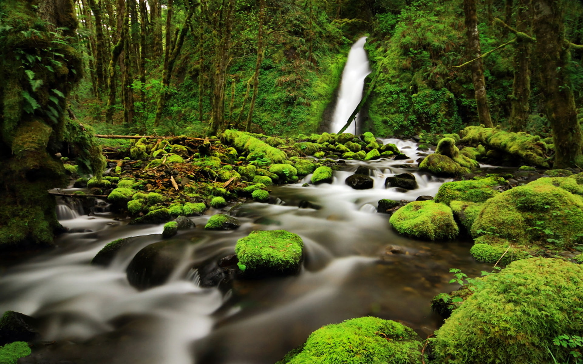 rock, green, gorge, creek, trees, falls, county, usa, columbia, 1080P, hood, desktop, forest, river, moss, ruckel, oregon, HD Wallpaper