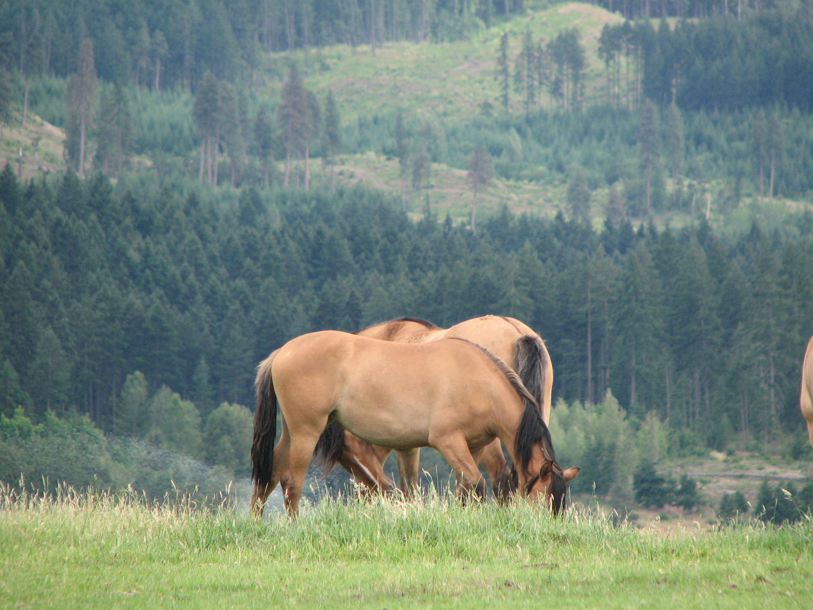 landscape, Beautiful, livestock, animal, Oregon, beautiful mustangs, tree, Mustangs, domestic, field, environment, oregon, animal wildlife, hood river, HD Wallpaper