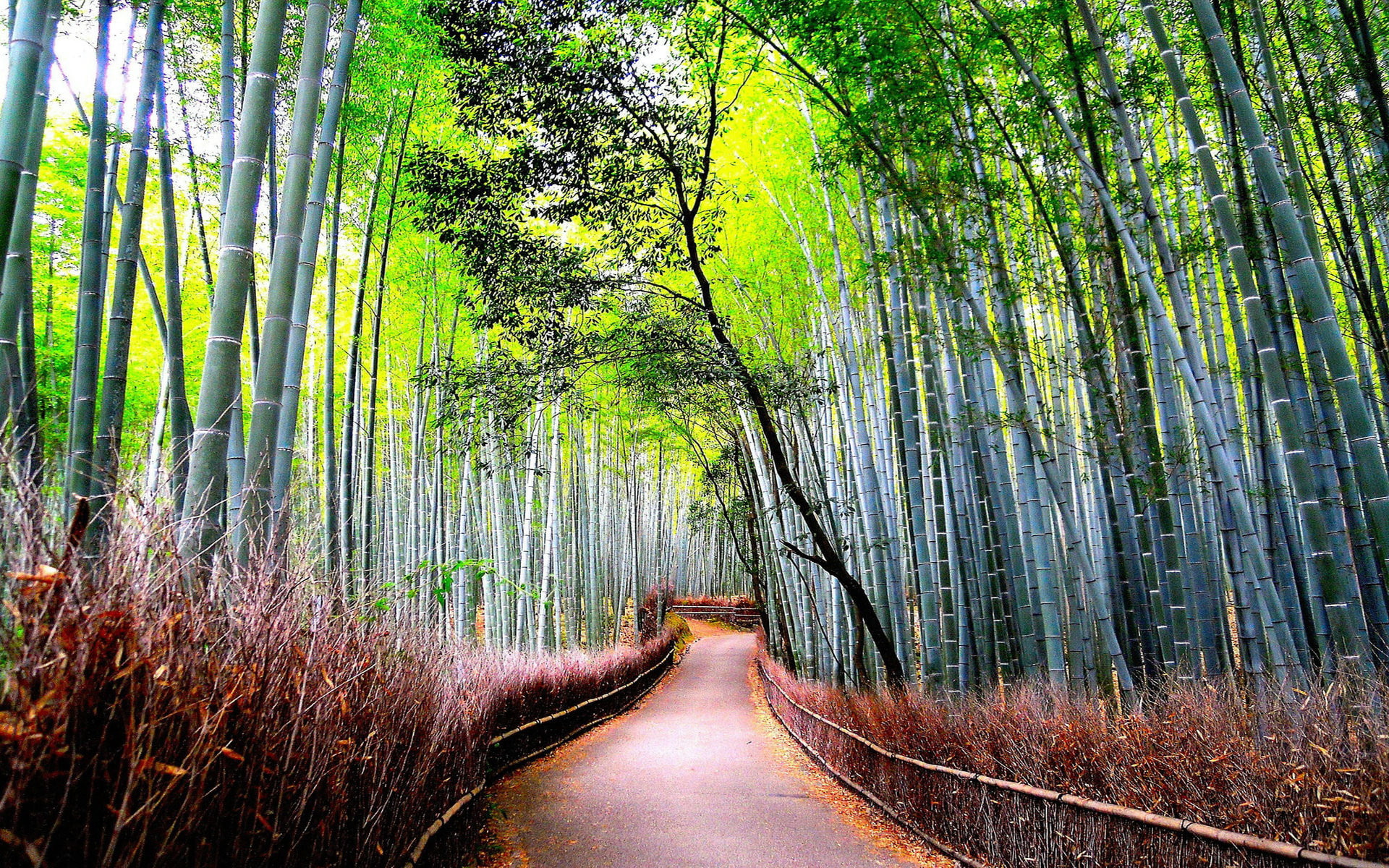 autumn, desktop, defoliation, 1920x1200, 1080P, bamboo, Forest, nartur, charming, HD Wallpaper