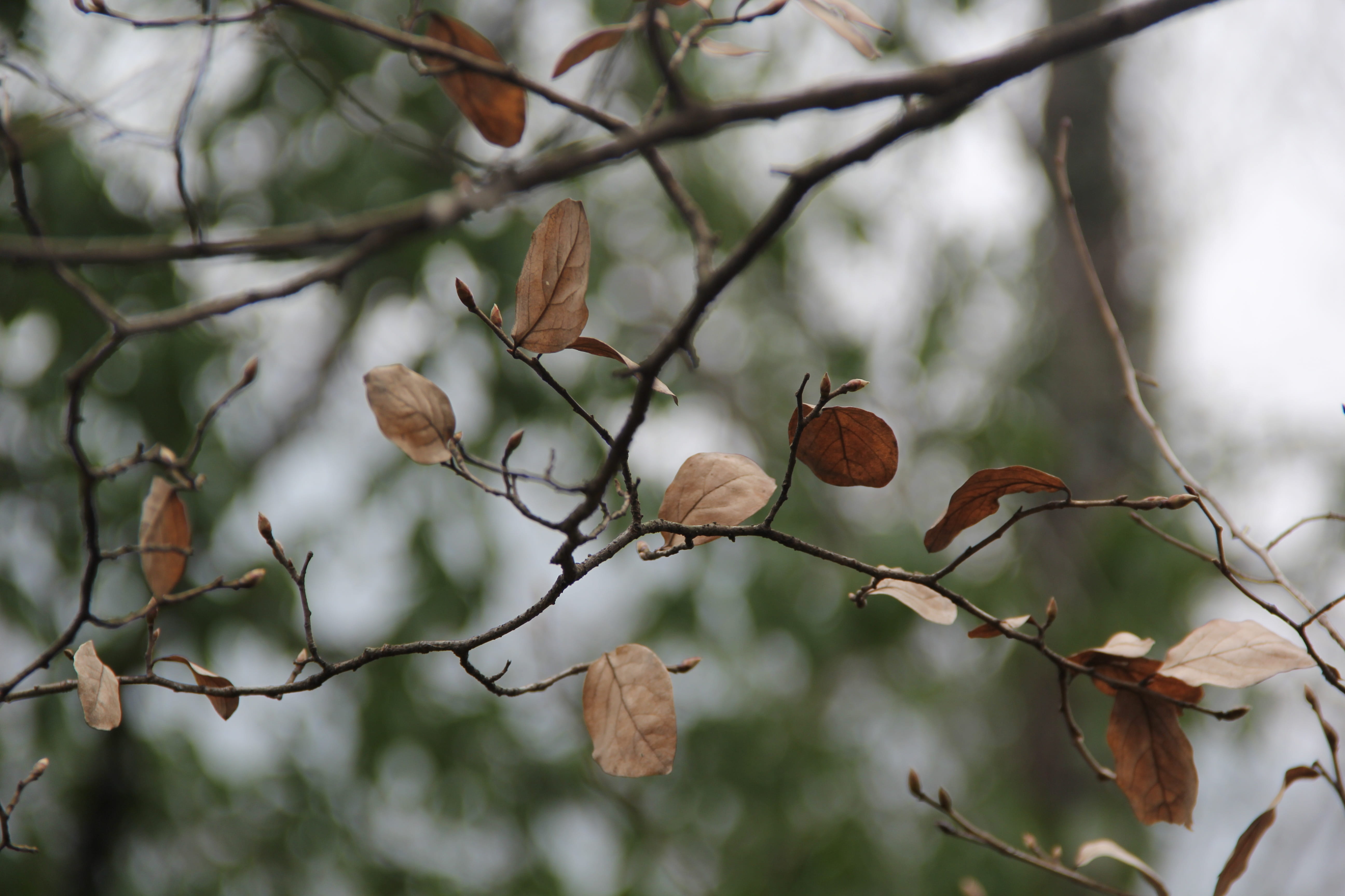 defoliation, close-up, blur, fruit, beauty in nature, 5K, deadwood, change, outdoors, freshness, leaf, no people, nature, low angle view, plant, tree, HD Wallpaper
