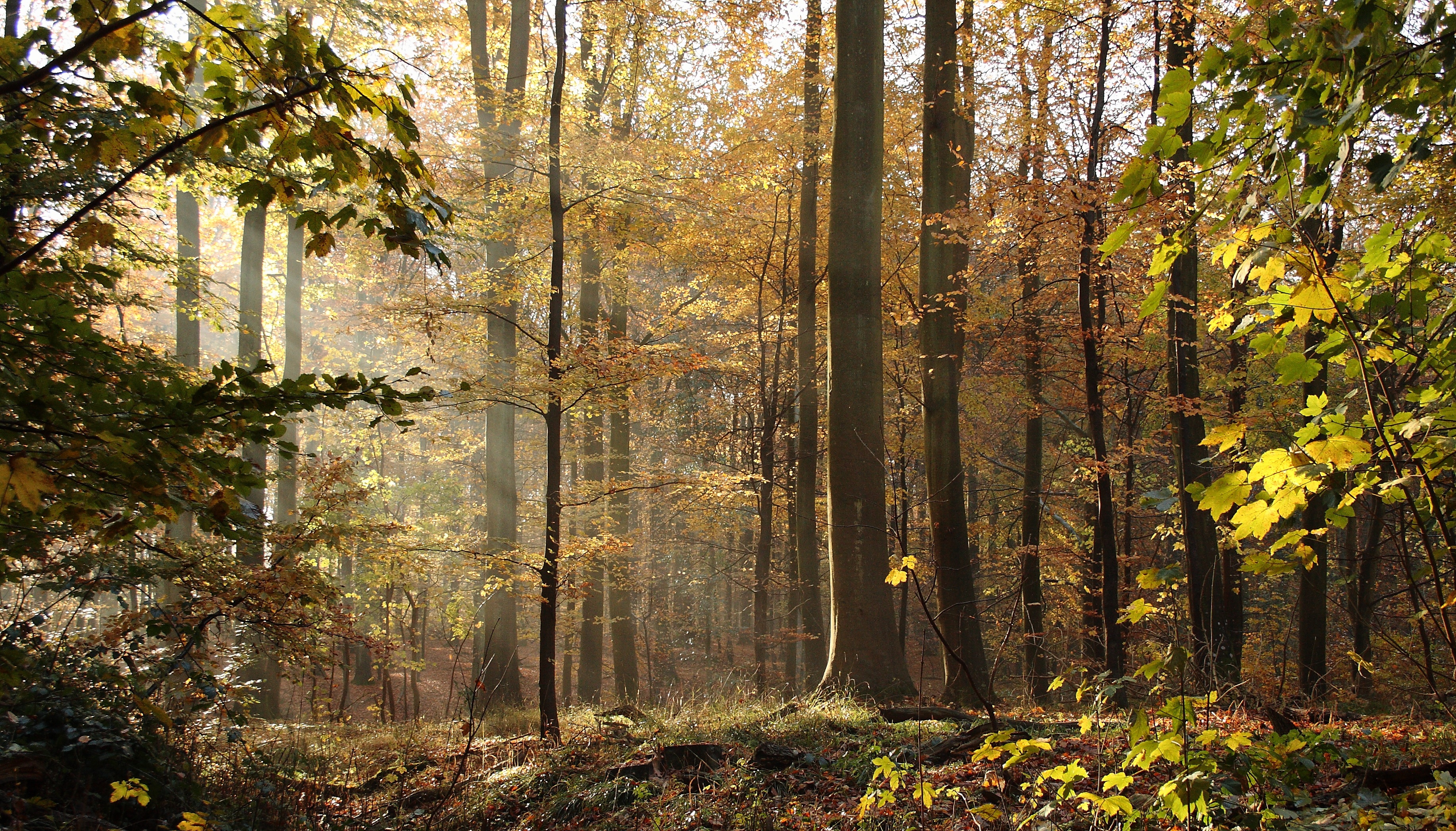 nature, natural, beeches, gold Colored, scenics, sunlight, pine tree, growth, tranquility, 2K, pine woodland, no people, tree trunk, streaming, woodland, HD Wallpaper