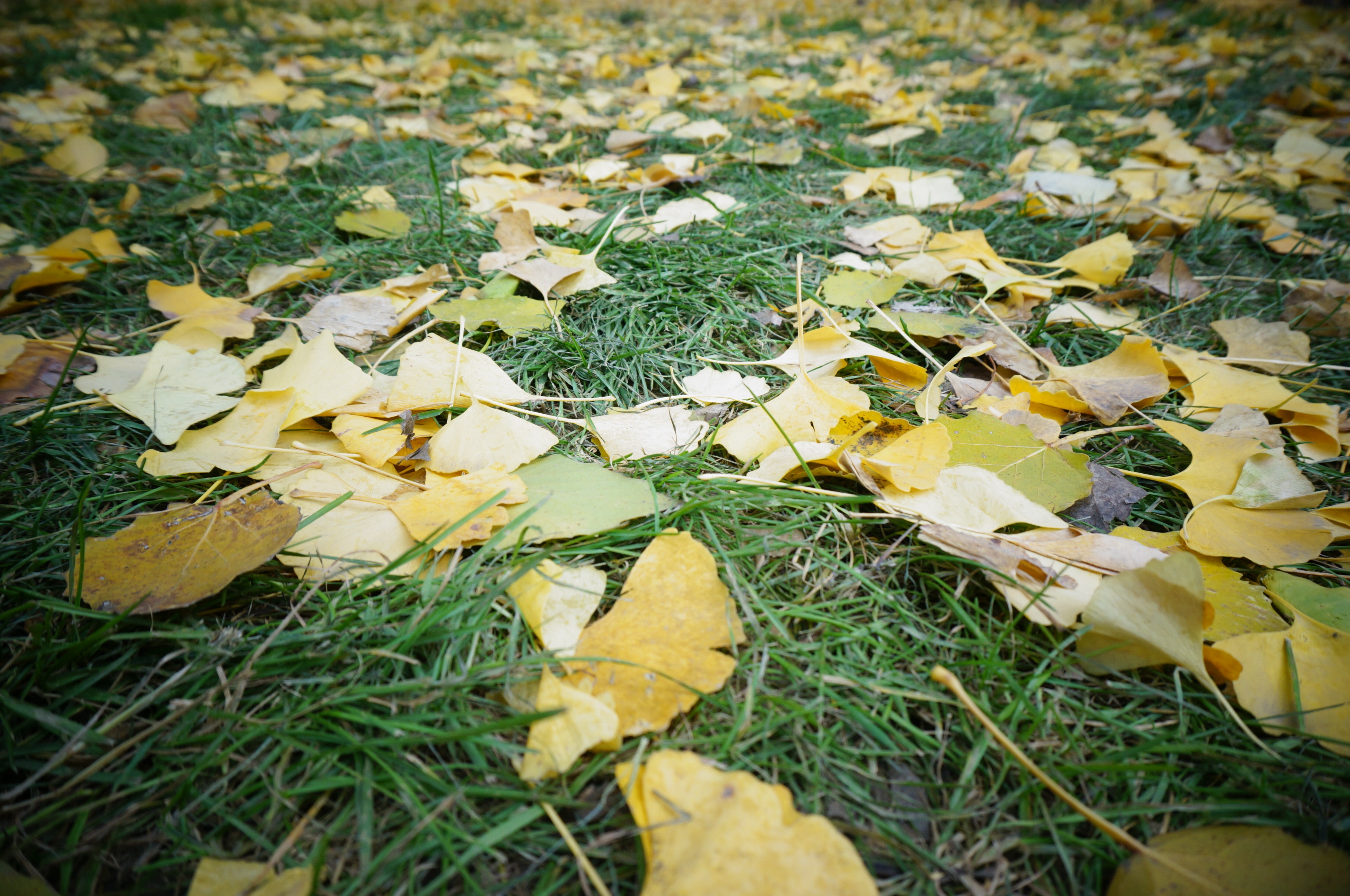 outdoors, fall, leaf, day, yellow, surface level, 2K, plant part, selective focus, beauty in nature, grass, falling, autumn, defoliation, grassland, nature, HD Wallpaper