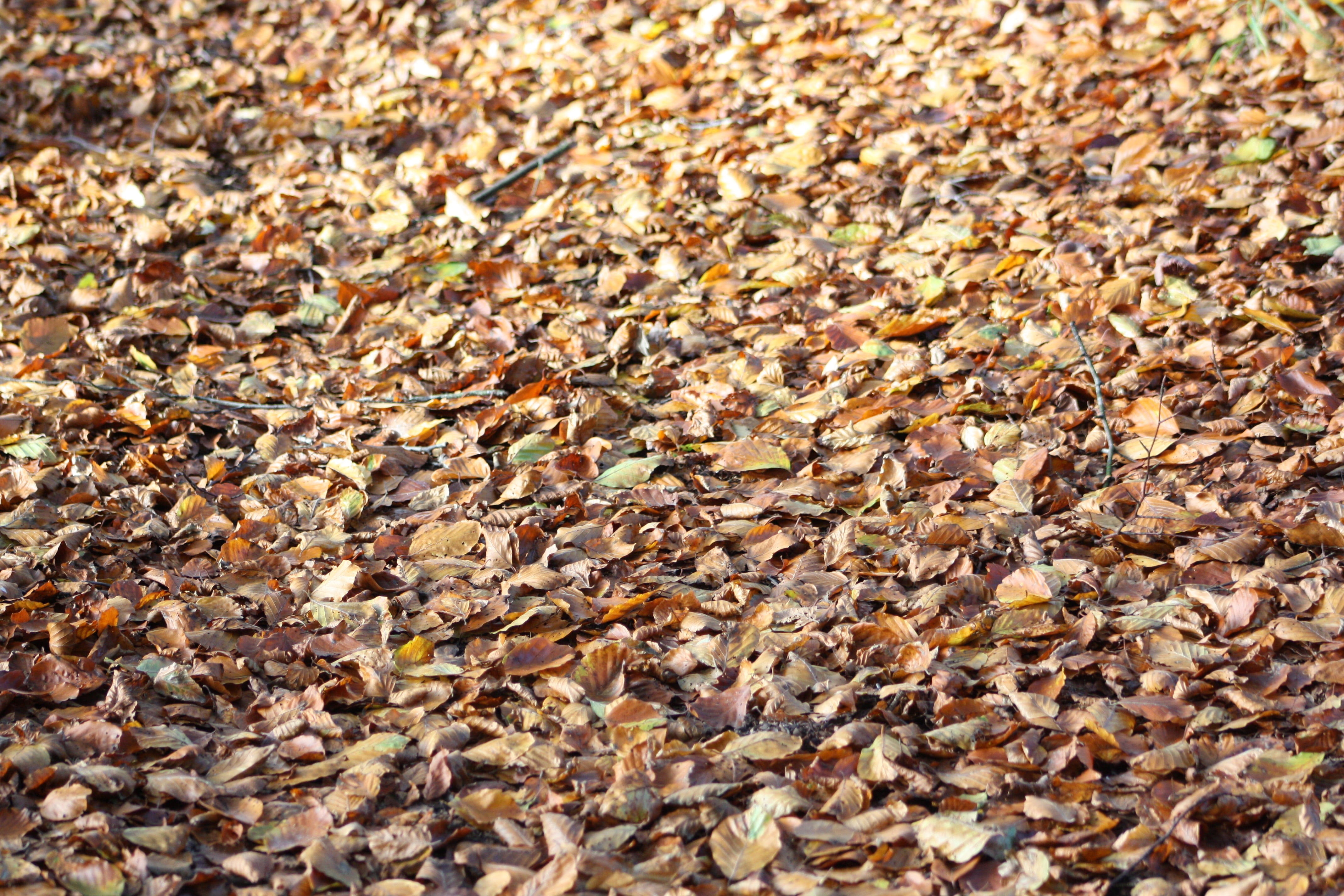 change, seasonal shift, forest, high angle view, pebble, backgrounds, the seasons change, beauty in nature, textured, autumn leaf, color, large group of objects, HD Wallpaper