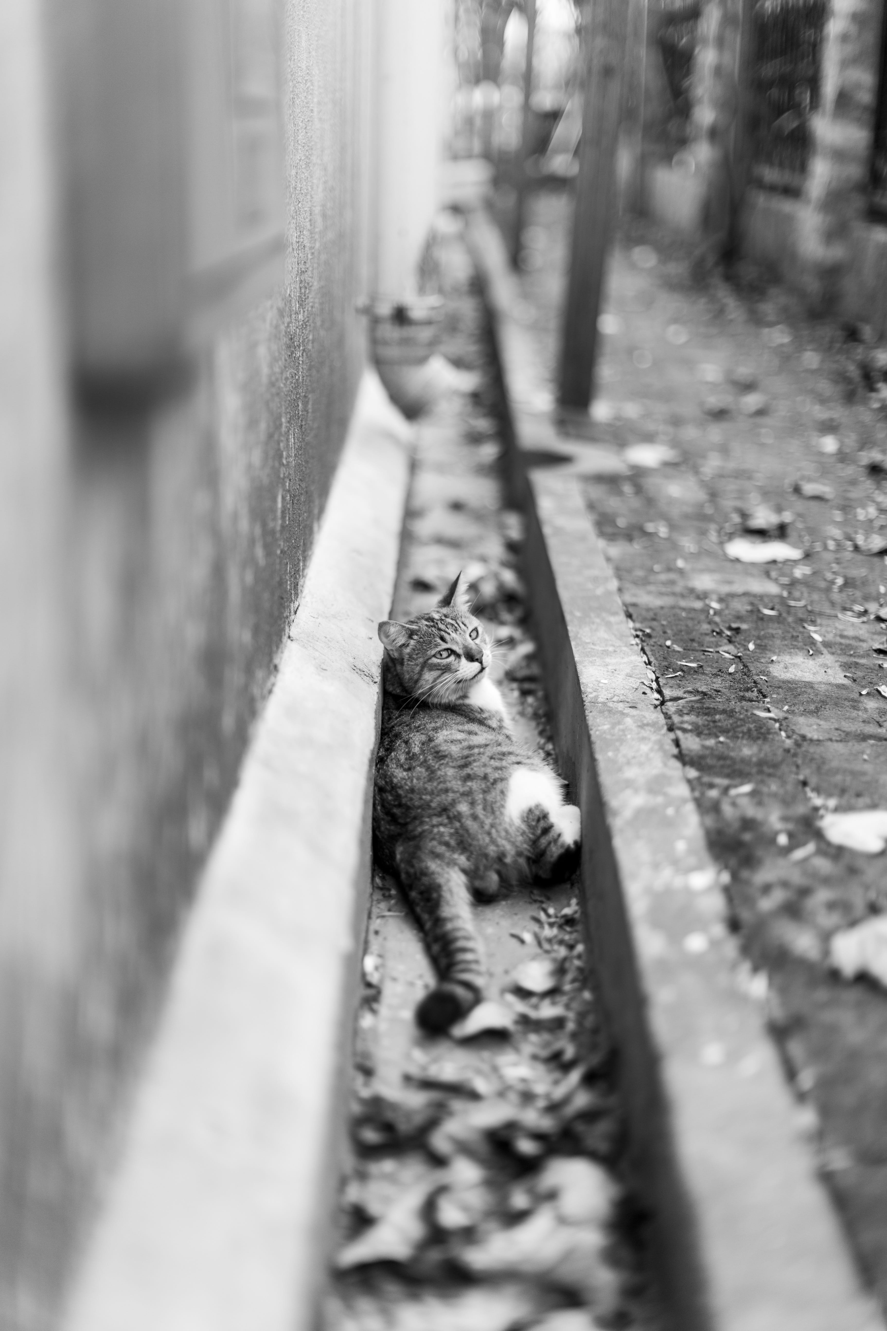 architecture, no people, black and white, domestic, outdoor, 5K, tabby, outdoors, eye, city, day, relaxation, mammal, defoliation, cat, domestic cat, pets, Phone HD Wallpaper