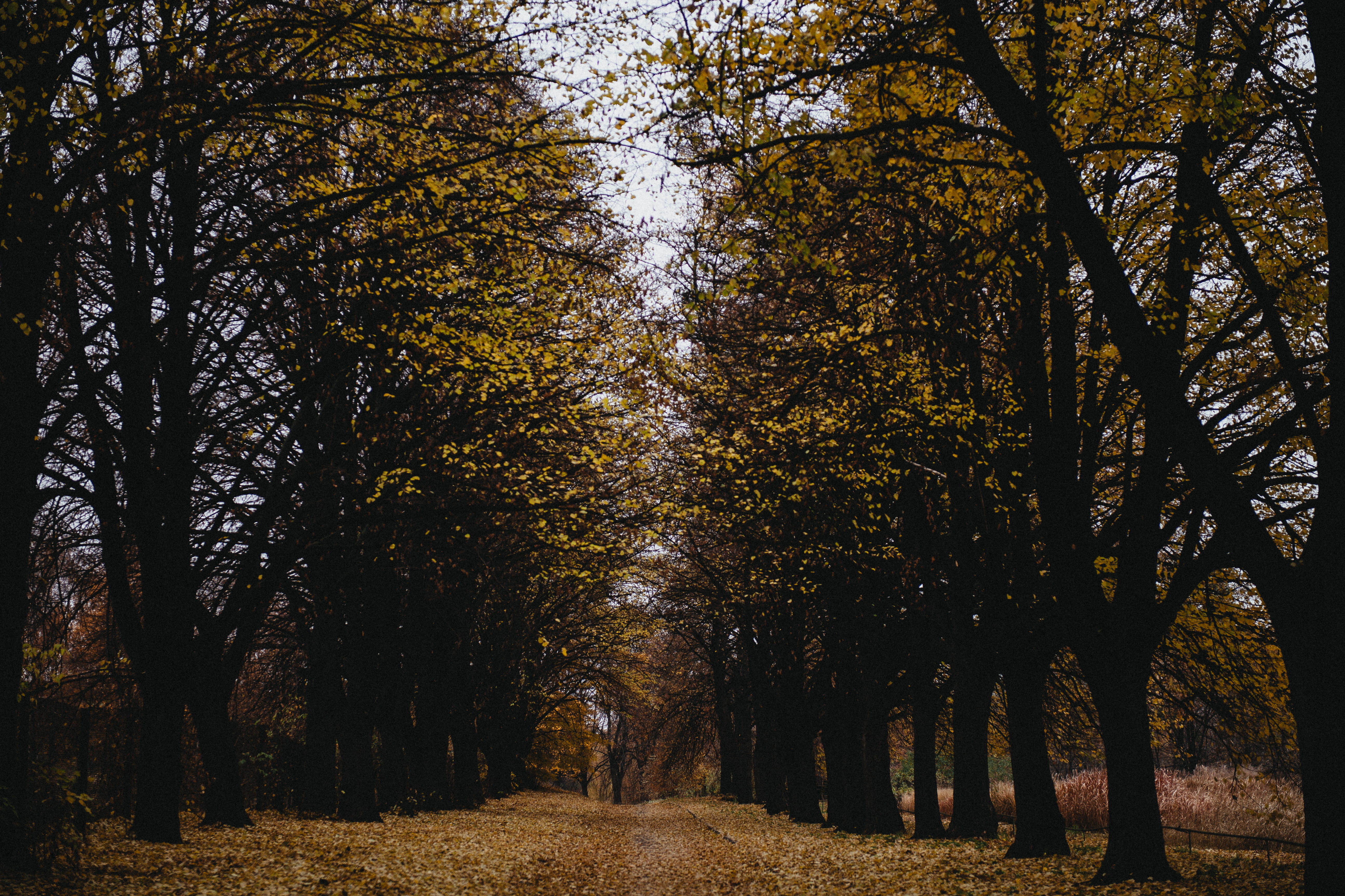 forest, fall, plant, change, fall of the leaf, growth, nature, diminishing perspective, red, foliage, yellow, xfall of the leaves, tranquility, park, the way forward, HD Wallpaper