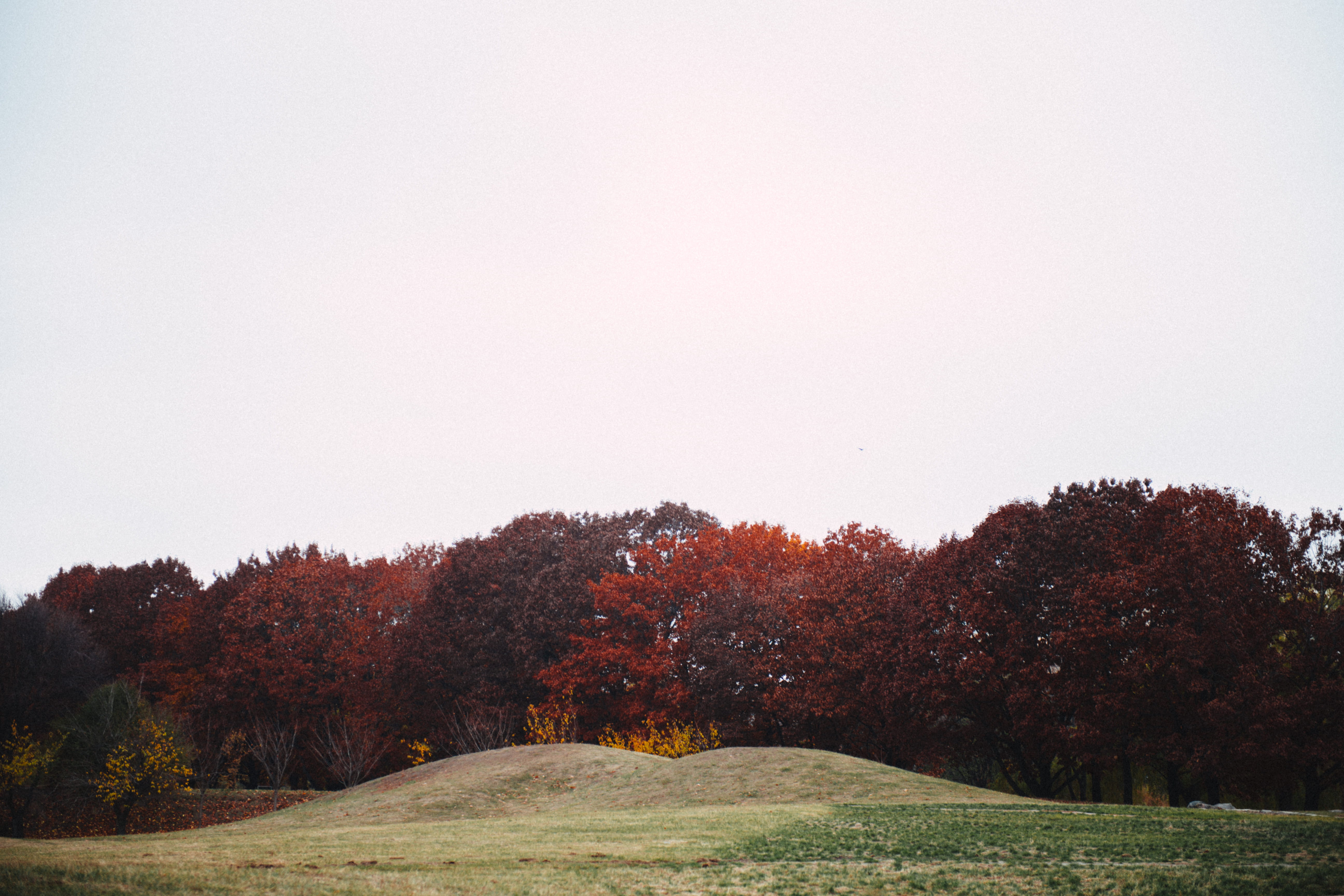 copy space, clear sky, beauty in nature, blue, nature, red, coldness, heaven, coniferous tree, non-urban scene, yellow, garden, grass, scenics - nature, HD Wallpaper
