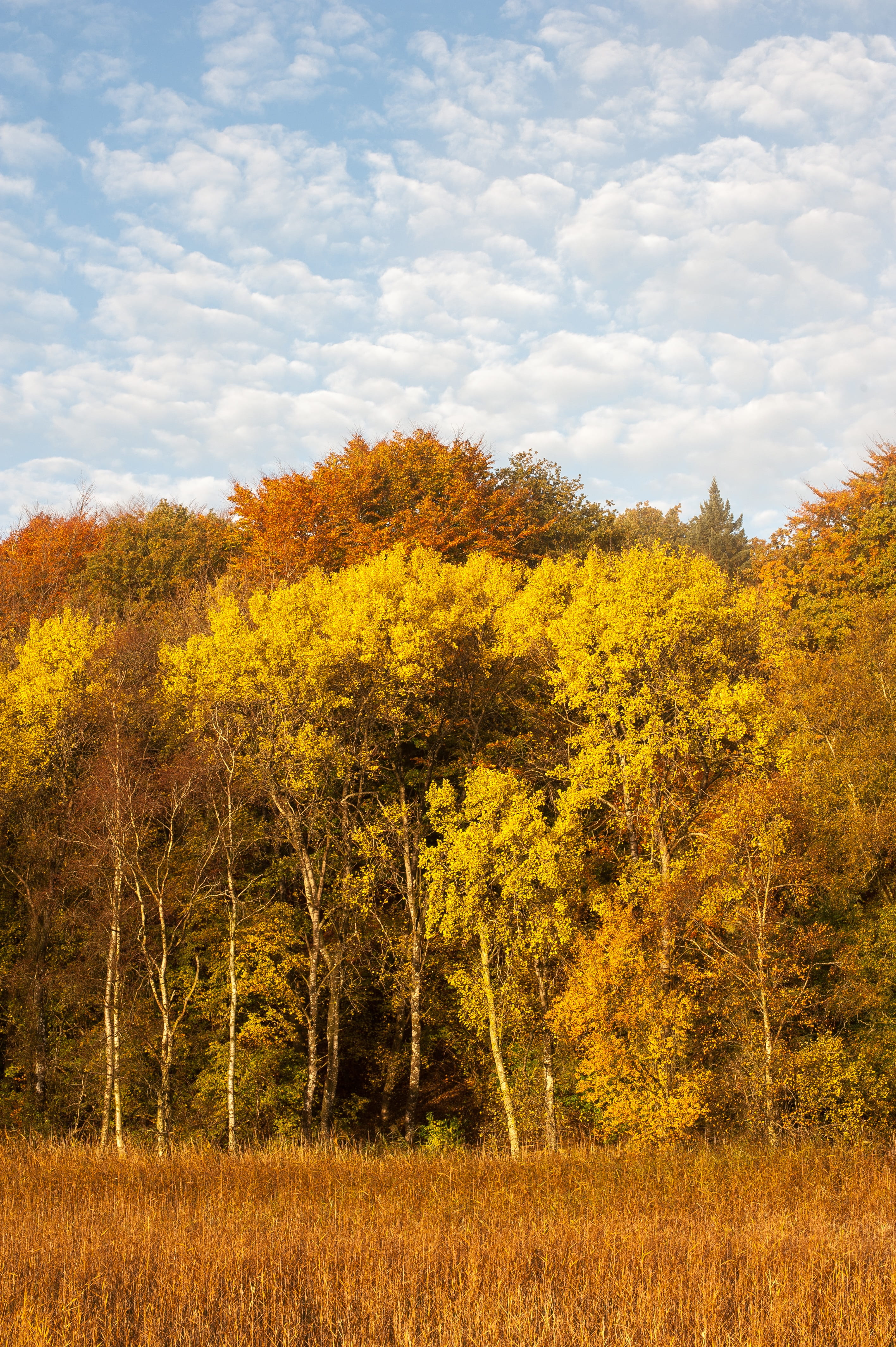 Defoliation, beauty in nature, field, non-urban scene, tranquility, scenics - nature, nature, environment, growth, sky, day, land, fall, Forest, change, Phone HD Wallpaper