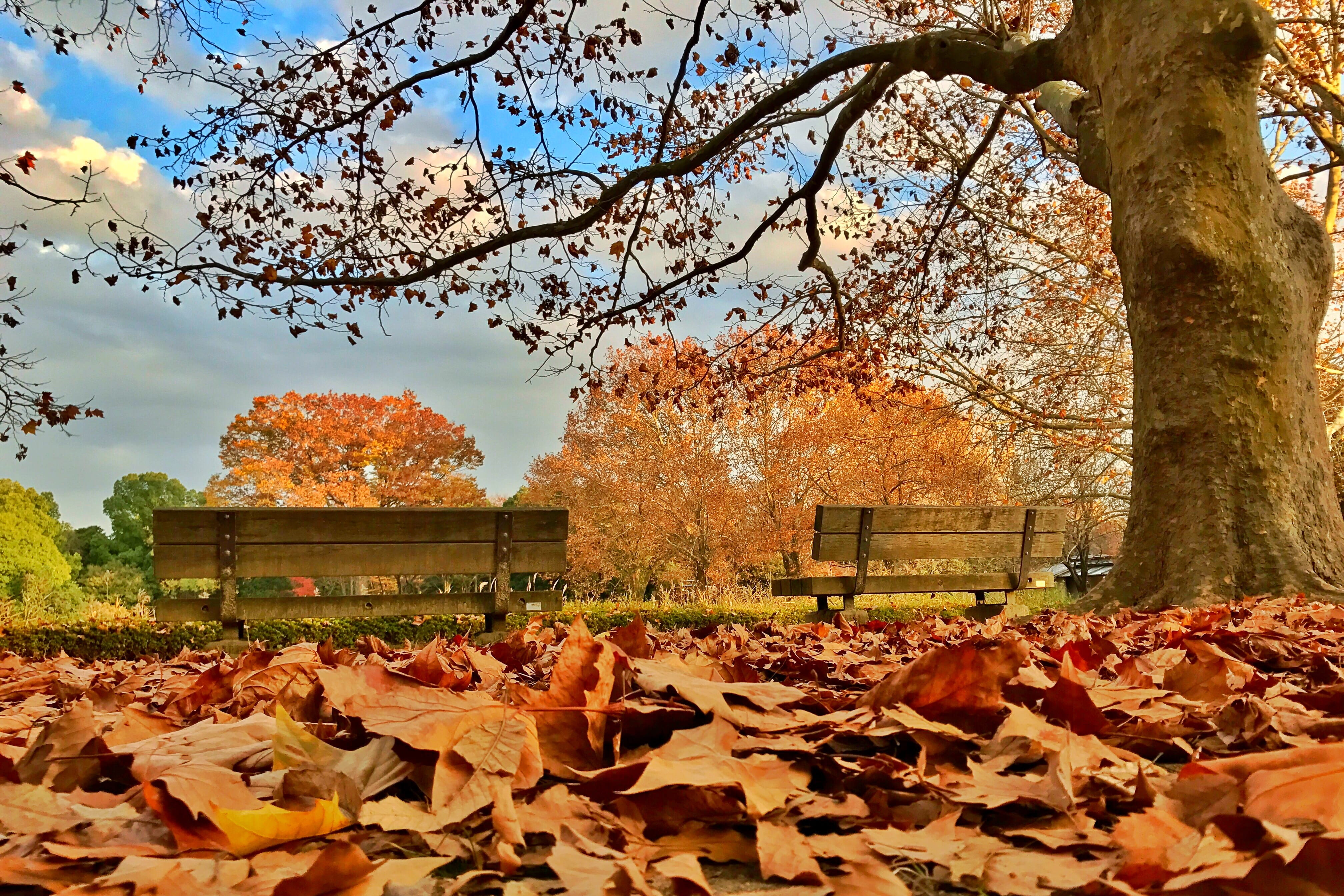 change, tree trunk, outdoors, day, natural condition, late autumn, leaf, autumn, branch, maple leaf, poetry, architecture, chair, 4K, fall, Defoliation, HD Wallpaper