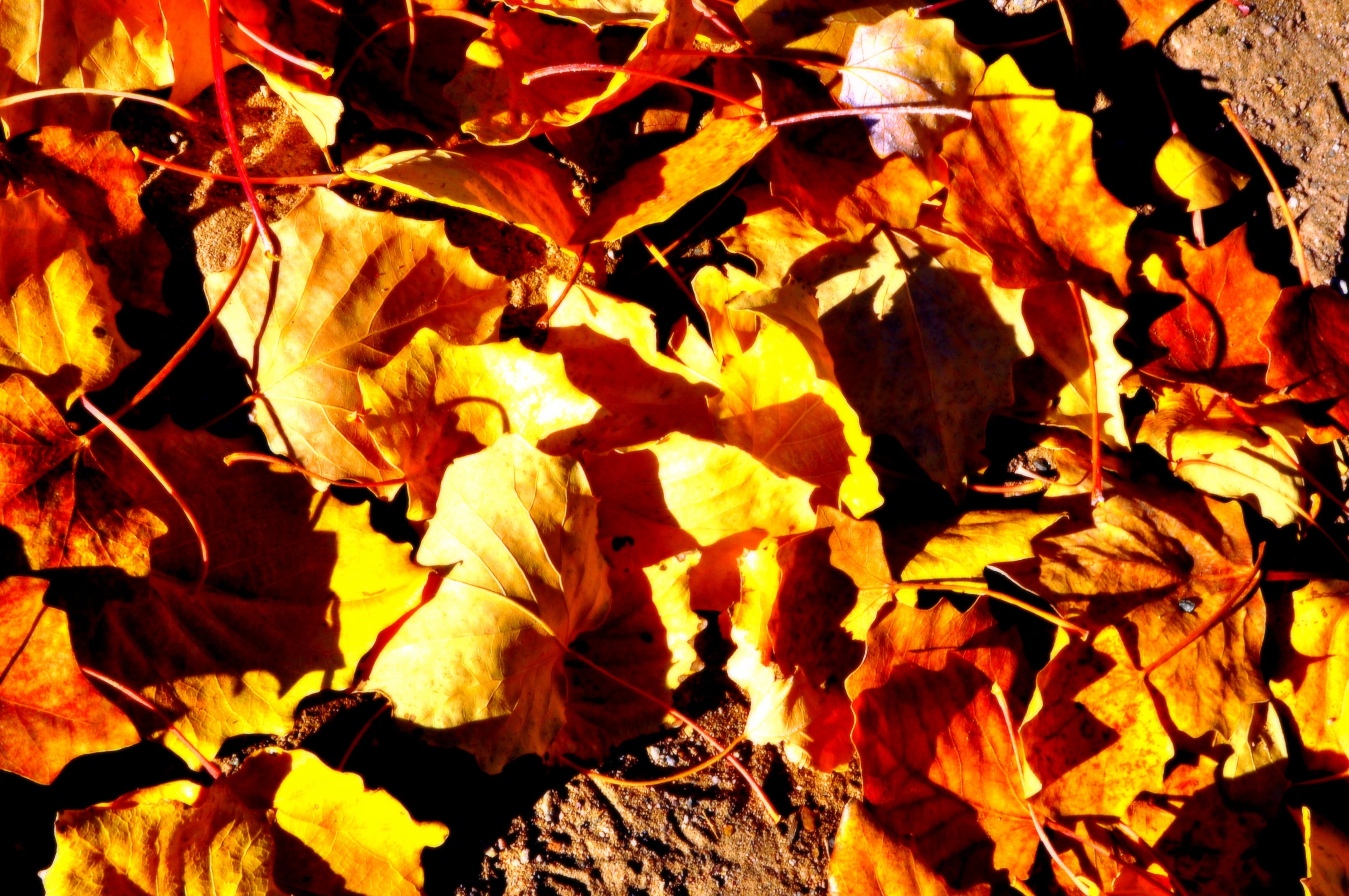 season, ground, sunlight, maple leaf, beauty in nature, autumn, plant, red, high angle view, vulnerability, 2K, leaves, outdoors, defoliation, dry, close-up, HD Wallpaper
