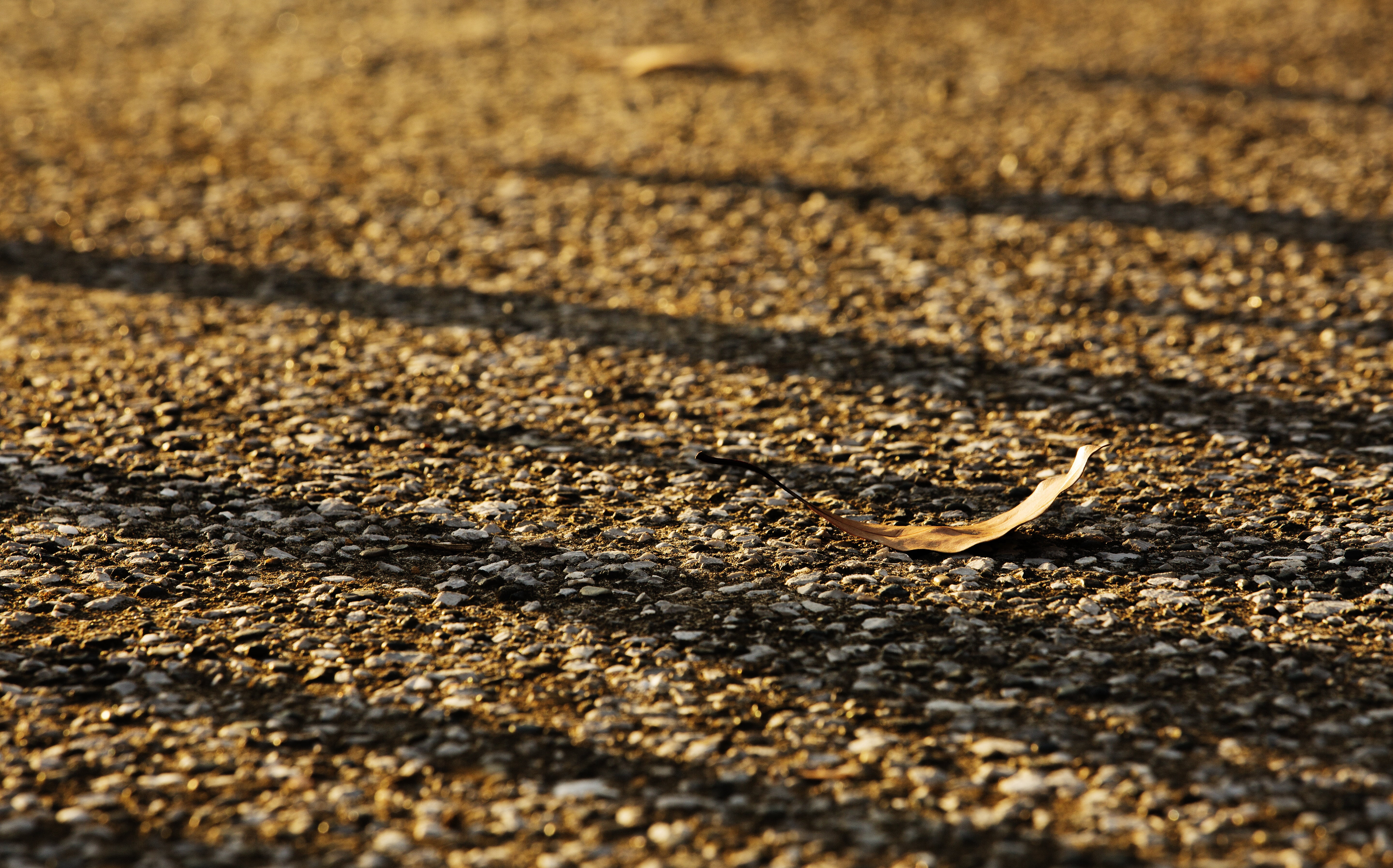 animal themes, road, autumn, transportation, lonely, reptile, day, animal, animals in the wild, 5K, sunset, textured, backgrounds, one animal, shadow, HD Wallpaper