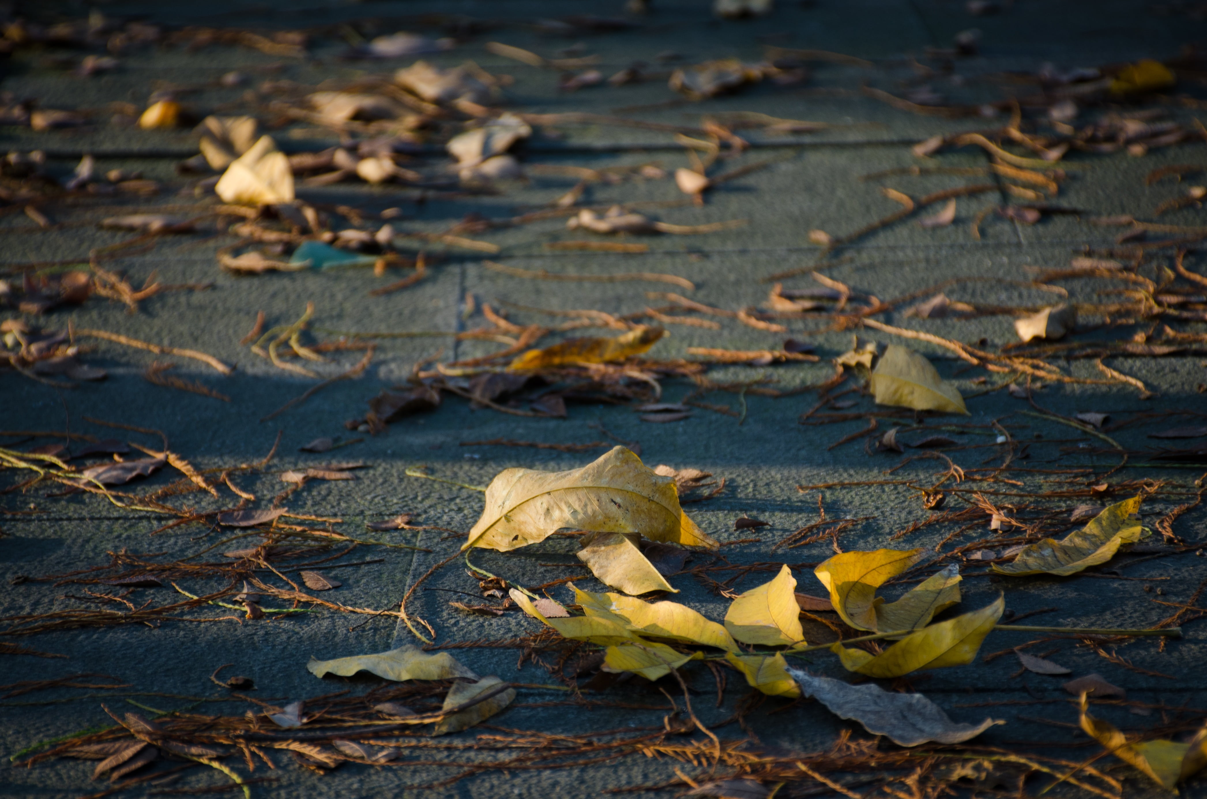 yellow, fragility, floating on water, day, fall, dry, beauty in nature, no people, field, autumn, leaf, nature, focus on foreground, sunshine, ground, plant, HD Wallpaper