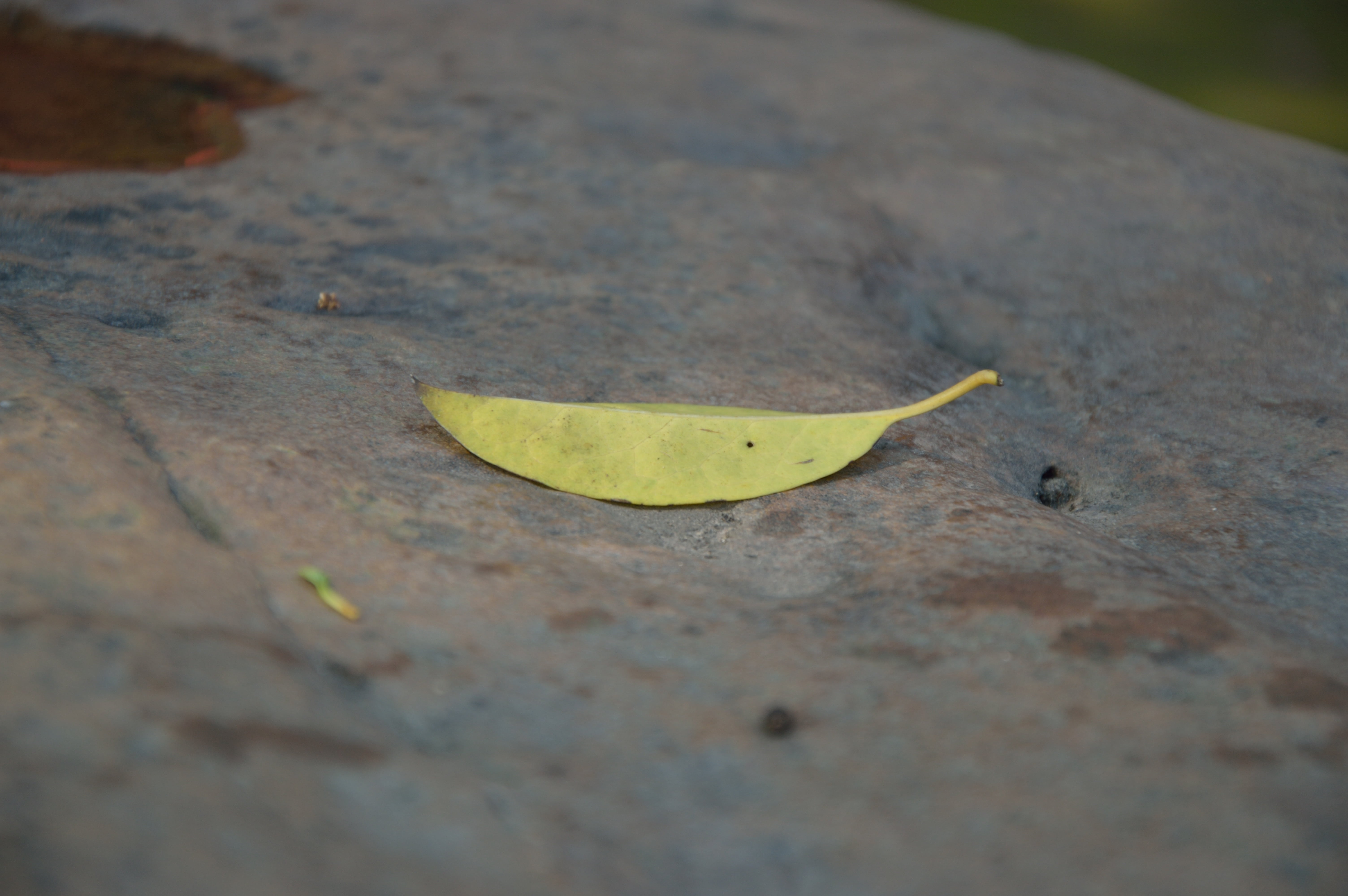 dry, leaf, early autumn, animals in the wild, no people, page, plant part, day, footpath, close-up, 5K, defoliation, high angle view, autumn, nature, invertebrate, HD Wallpaper