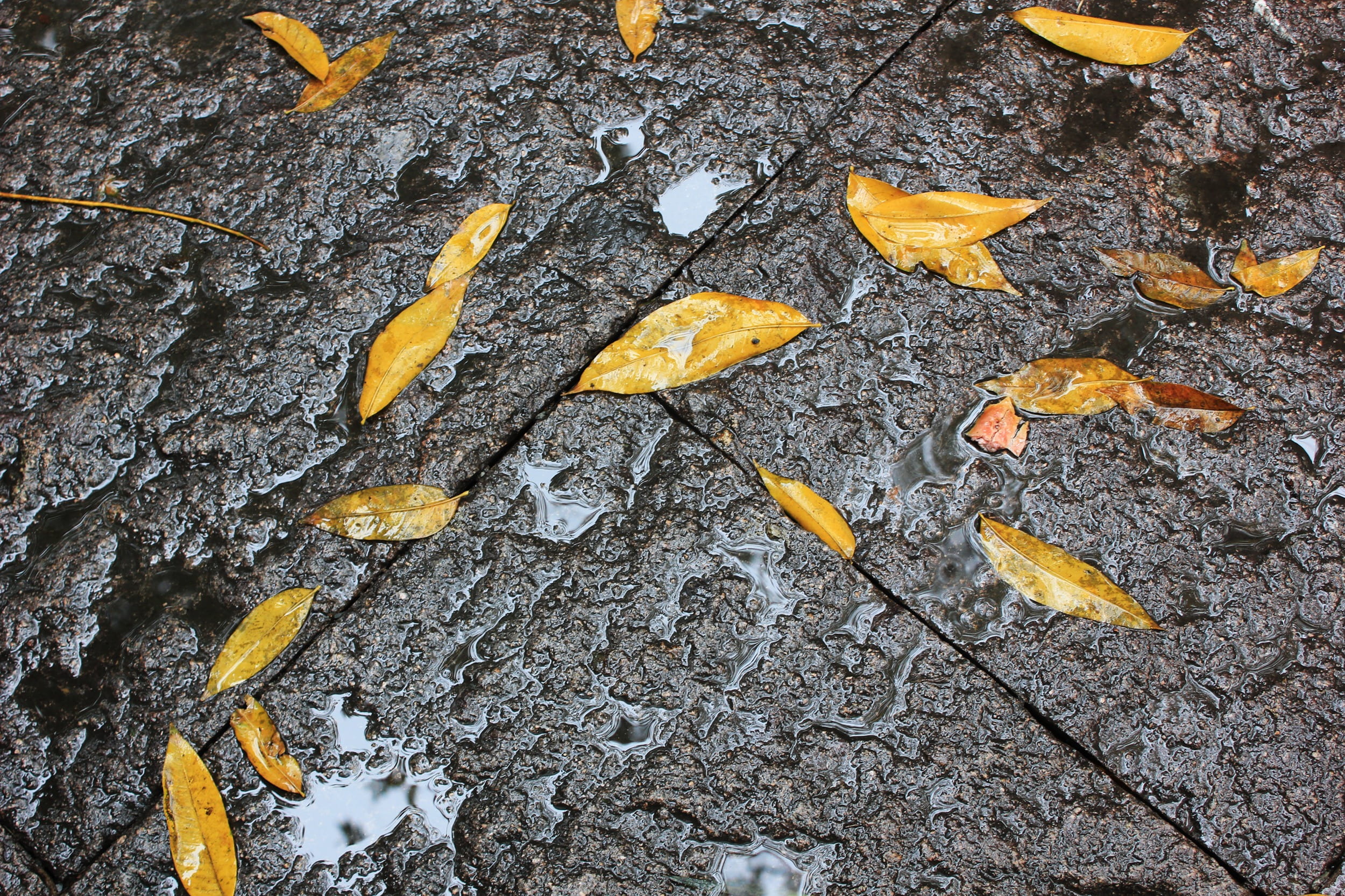 close-up, directly above, nature, plant part, outdoors, falling, dry, textured, no people, autumn, leaves, plant, defoliation, yellow, 1080P, day, full frame, HD Wallpaper