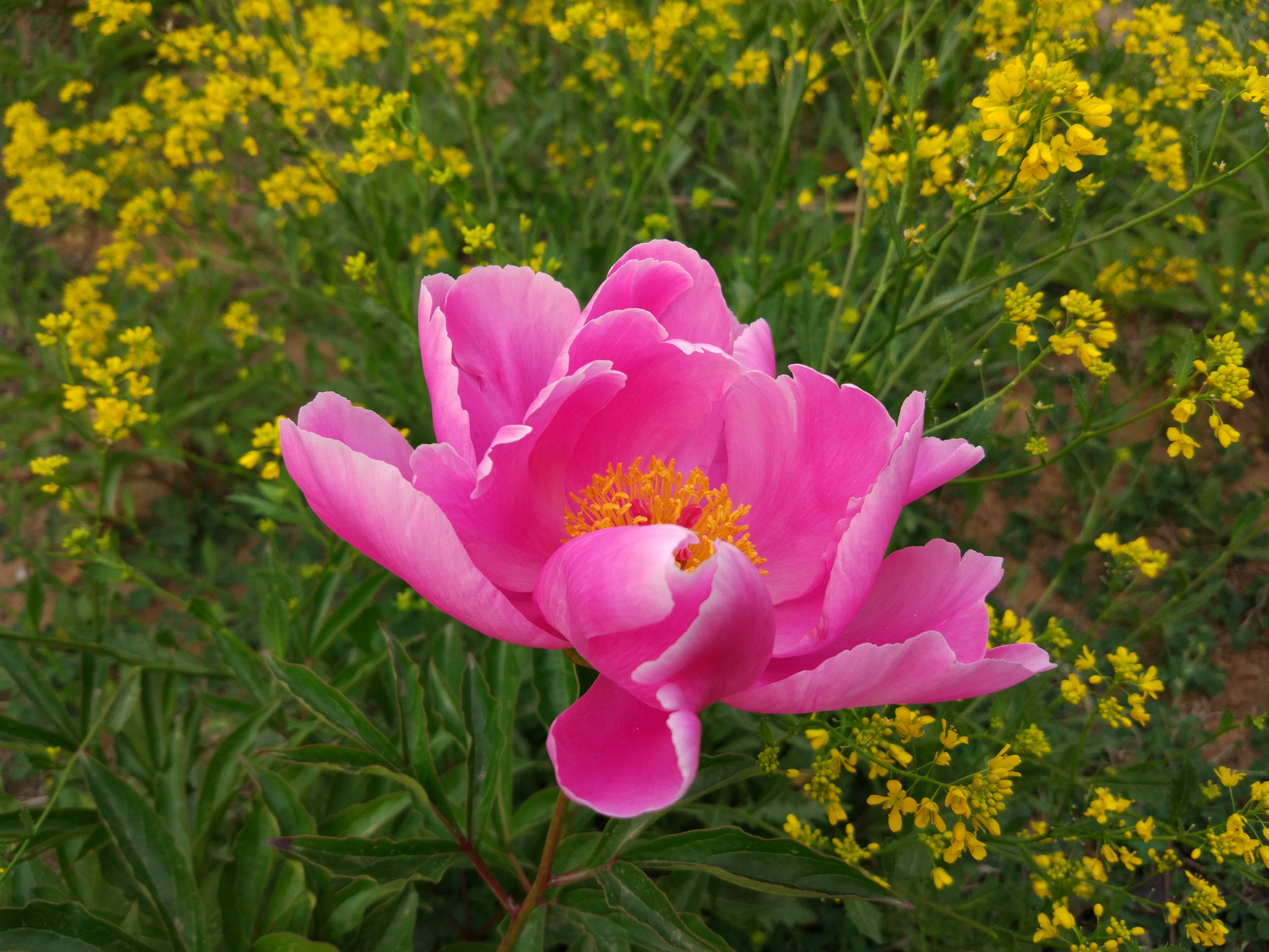 peony, petal, nature, beauty in nature, flowering plant, red flowers, flower, outdoors, fragility, graduation, pink color, flower head, flowerbed, springtime, HD Wallpaper